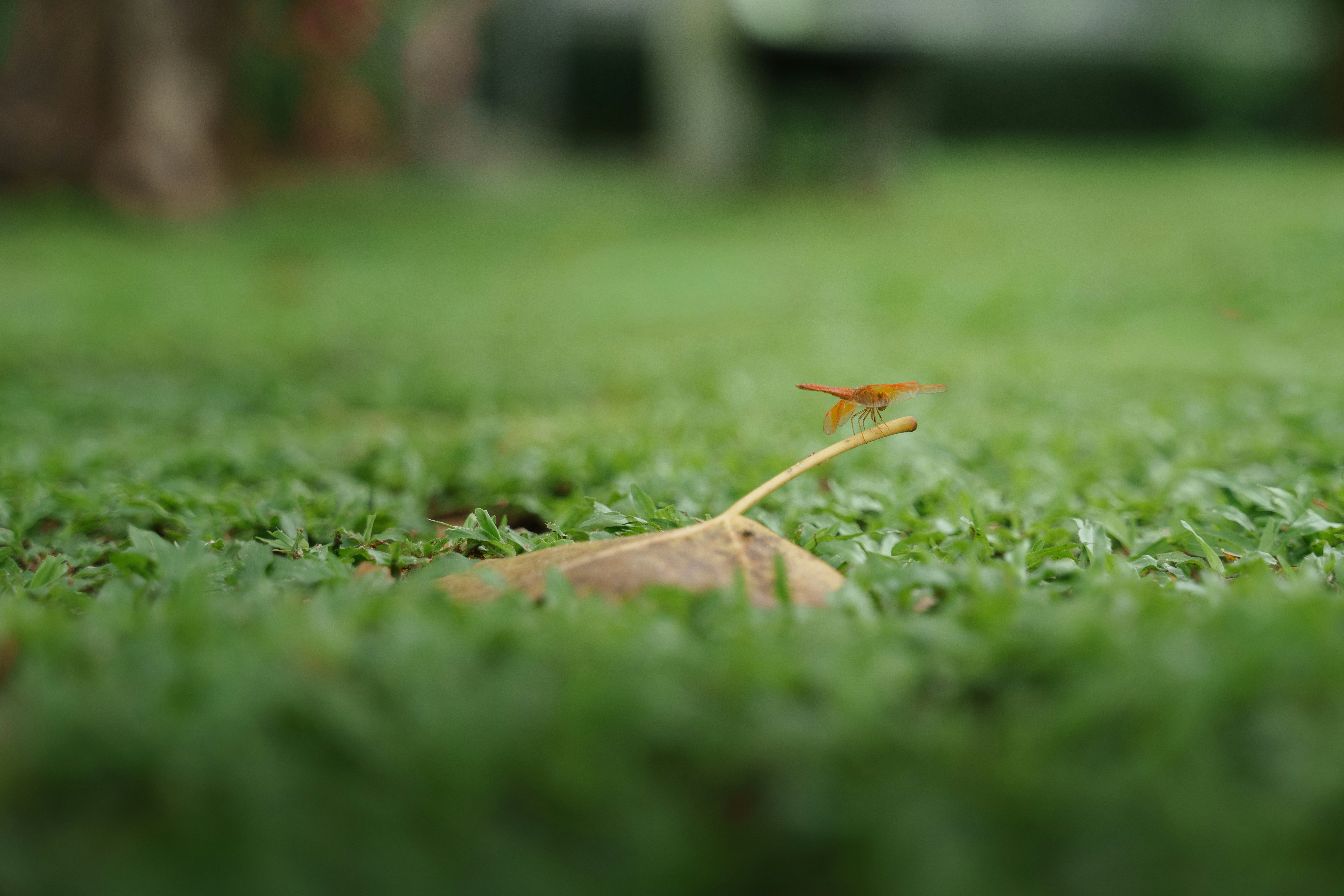 Seekor capung kecil bertumpu pada daun kering di atas rumput.