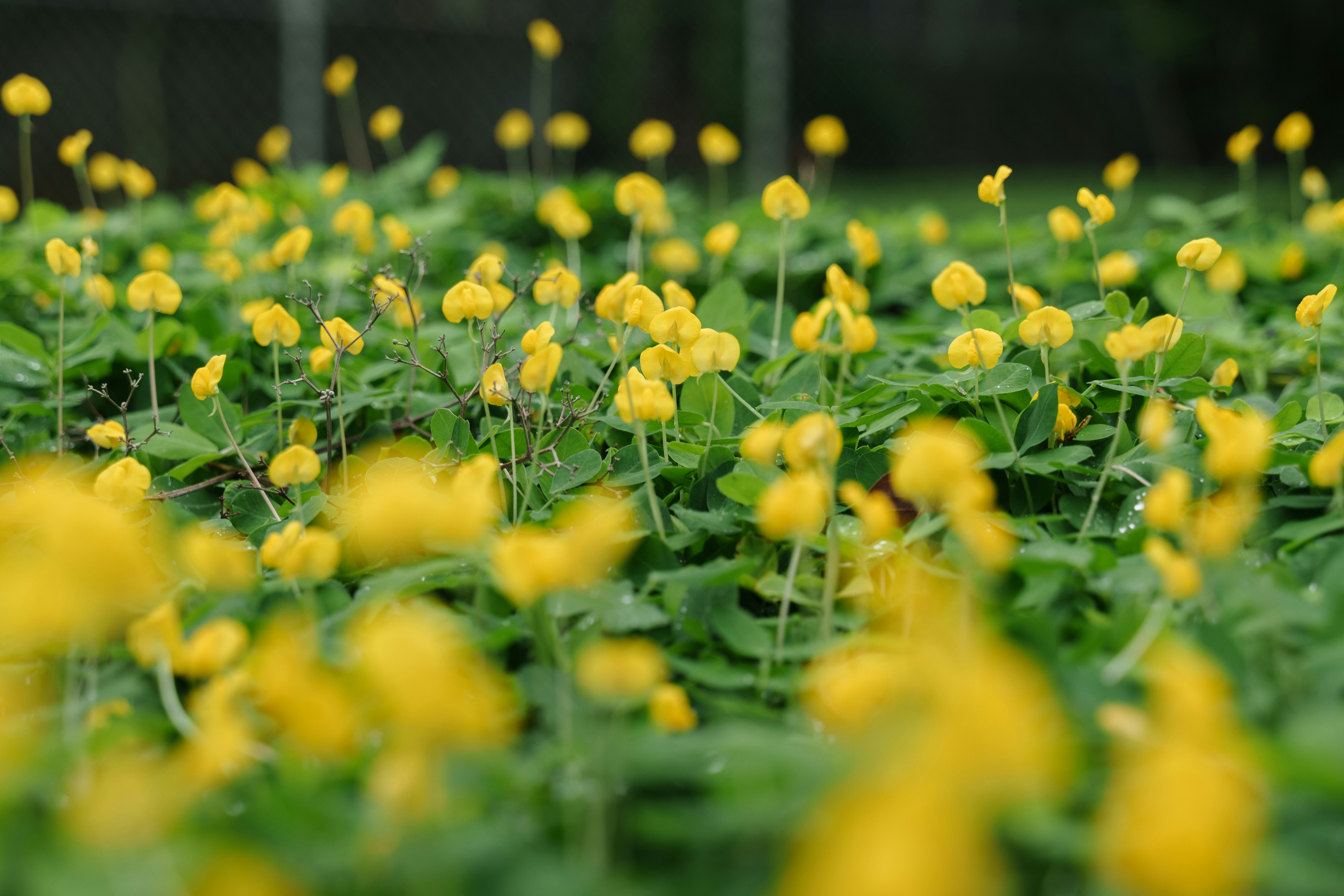 Ladang bunga kuning kecil dan daun hijau