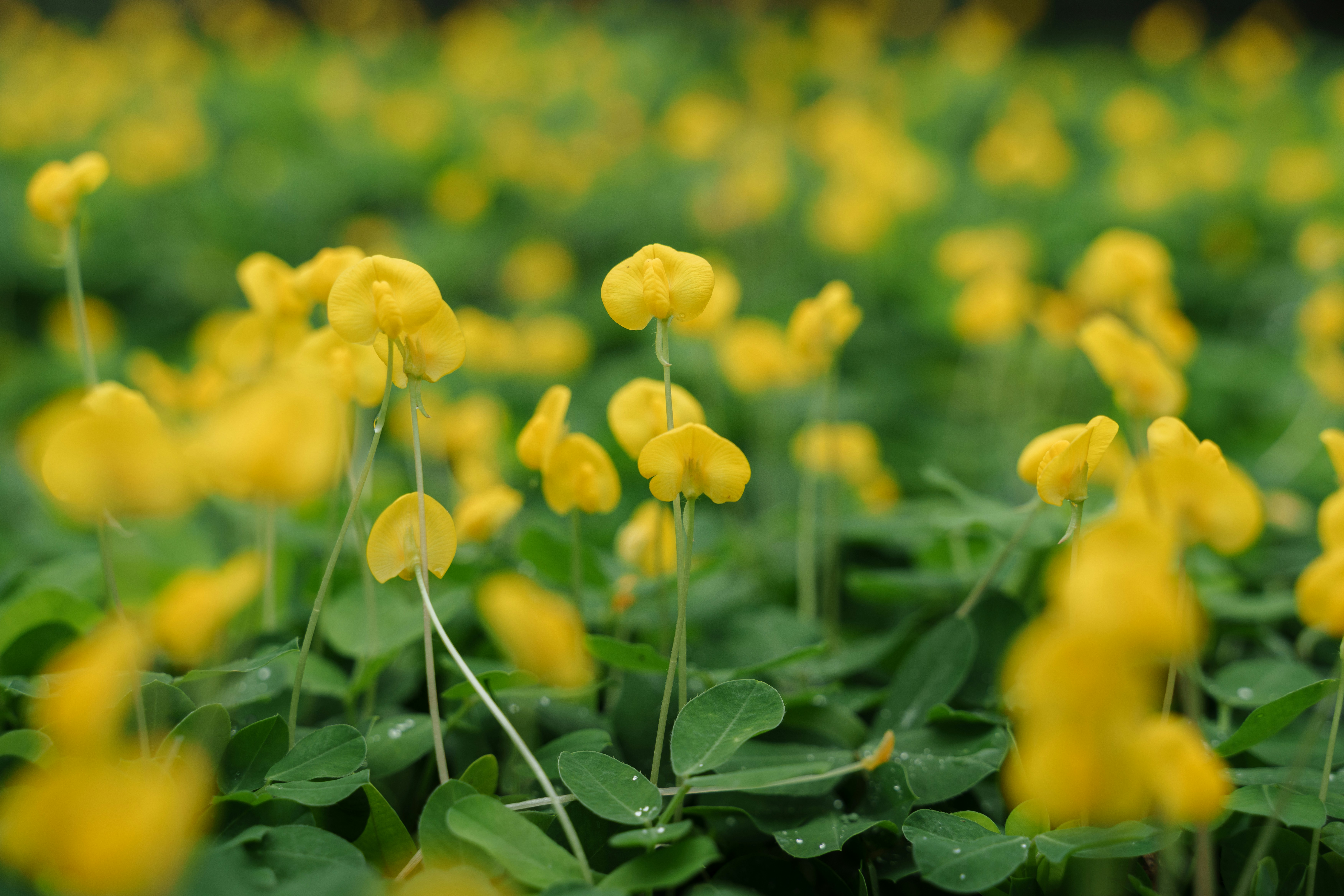 Ladang bunga kuning kecil dengan daun hijau.