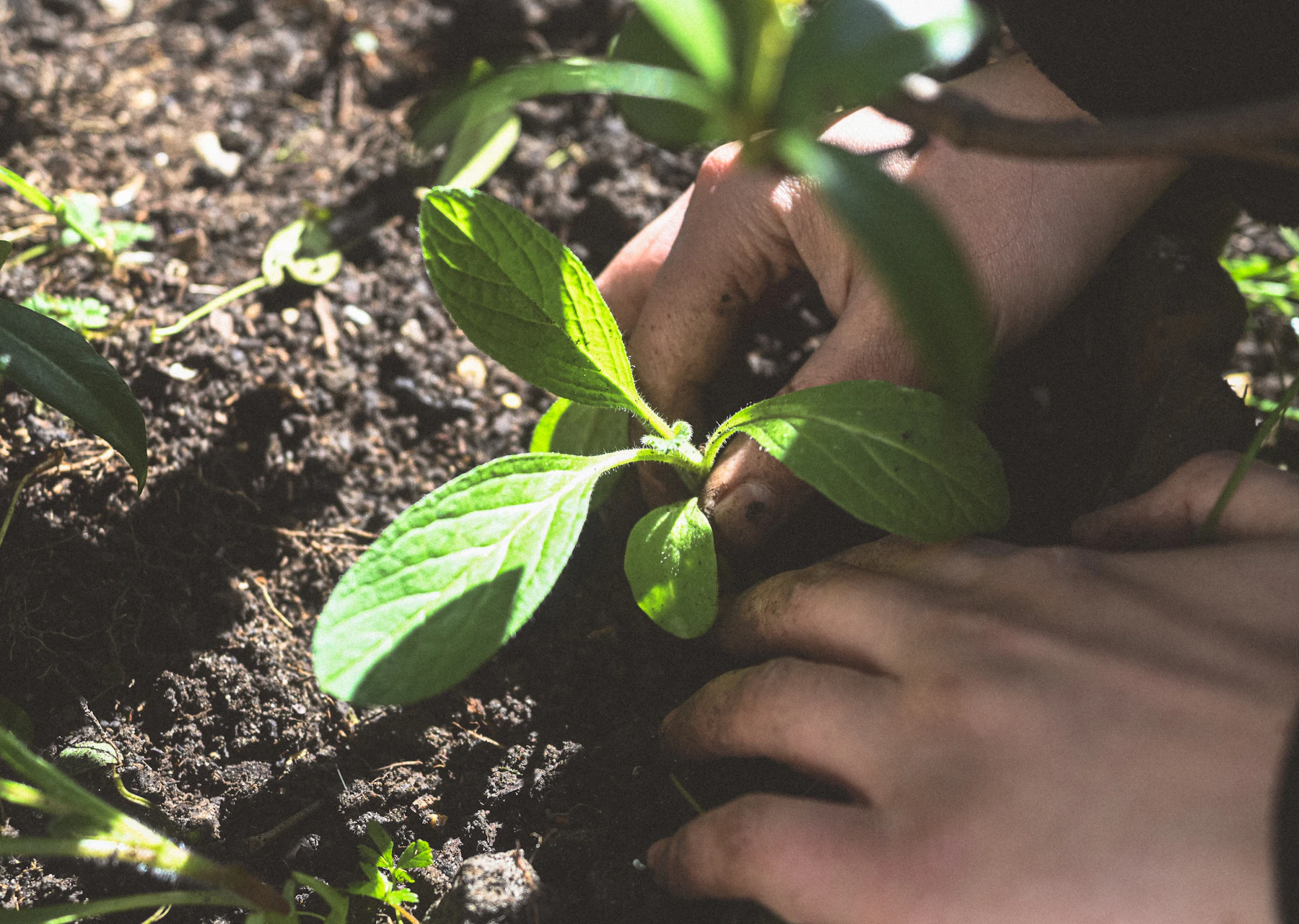 Two hands firming a young green seedling into dark, crumbly garden soil in bright sun