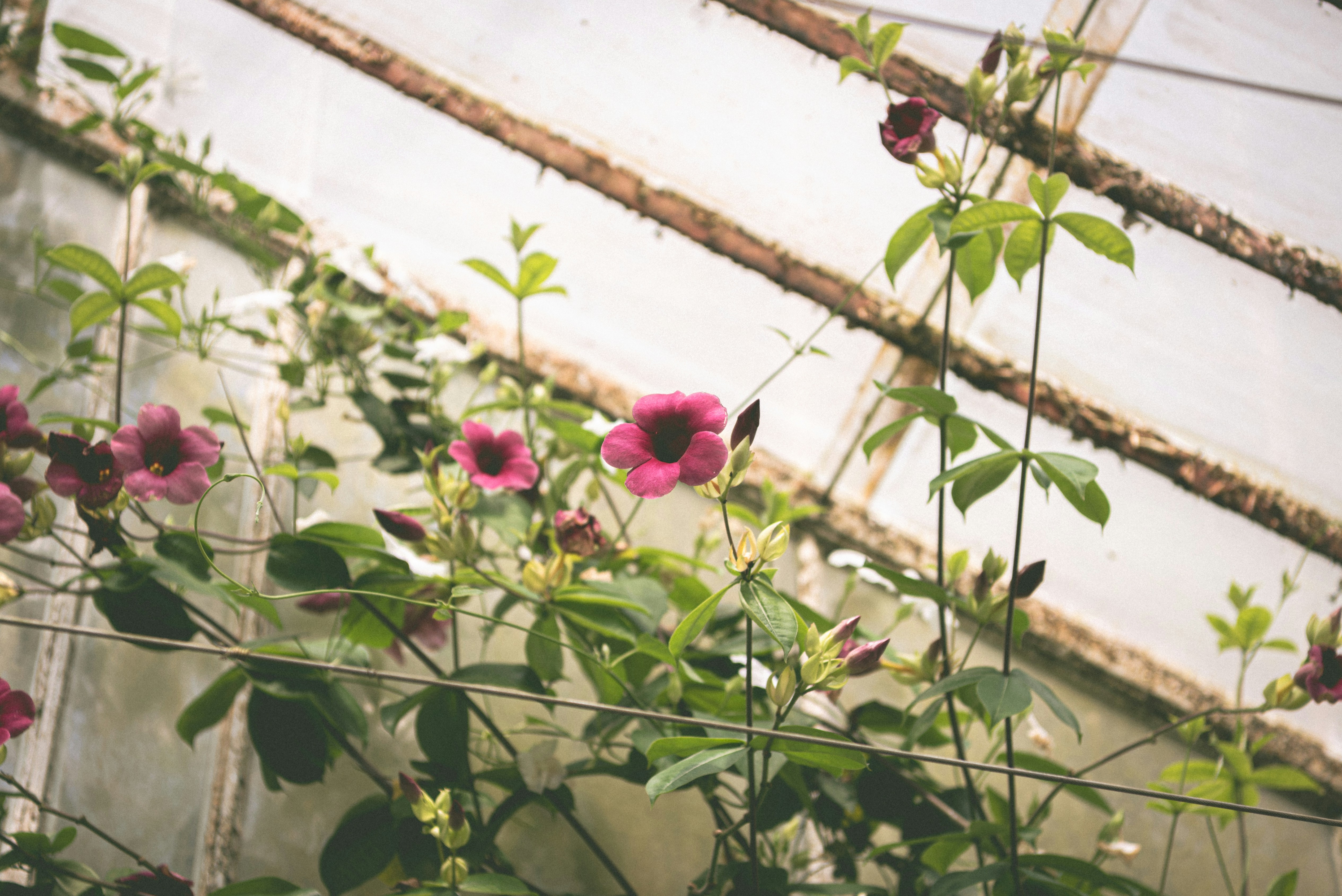 Flores vibrantes de rosa e cipós verdes crescendo em uma estufa.