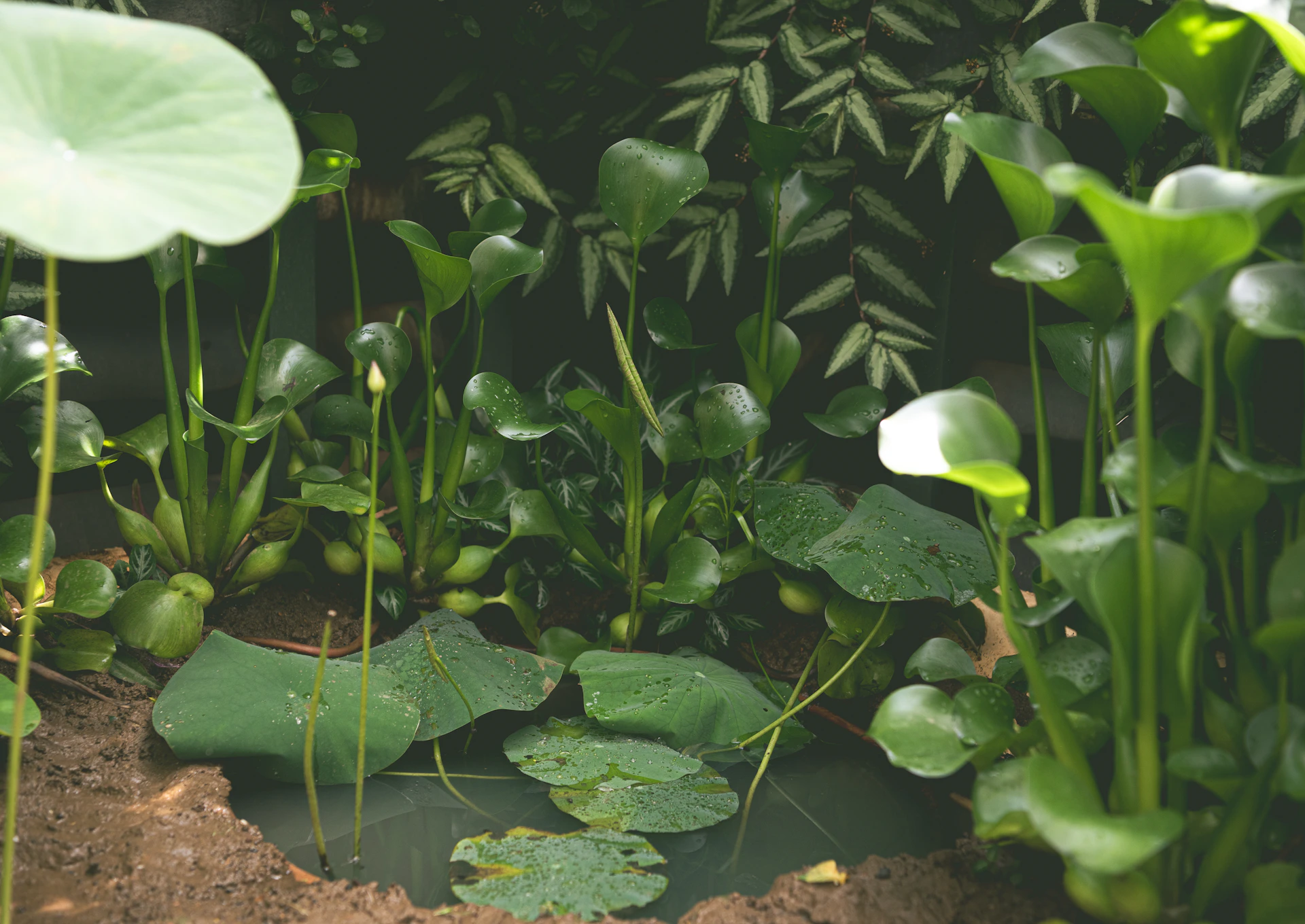 Green aquatic plants and lily pads in a small pond.