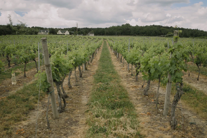 Farm management in the vineyard