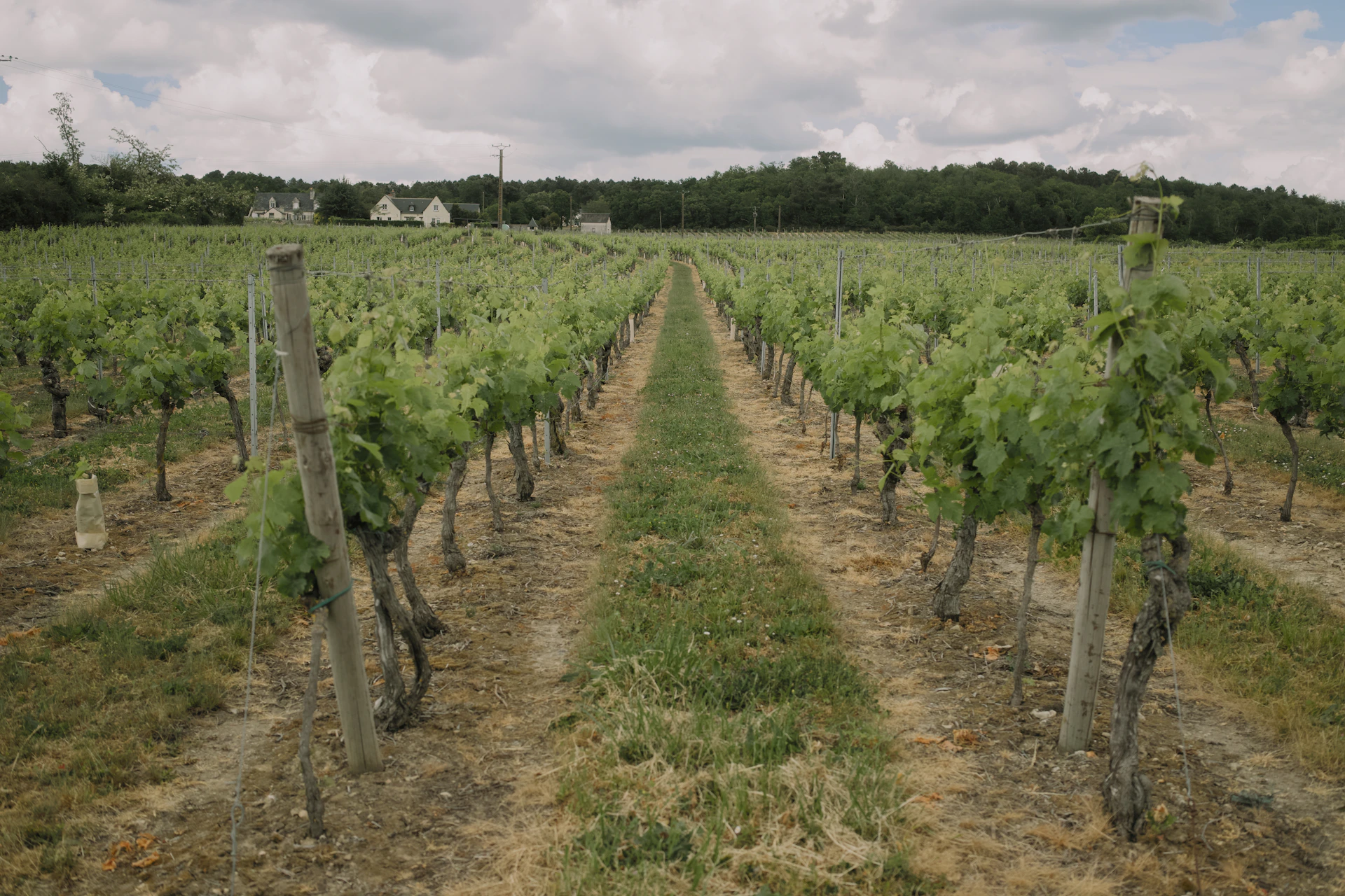 Rows of grapevines stretch towards distant houses.
