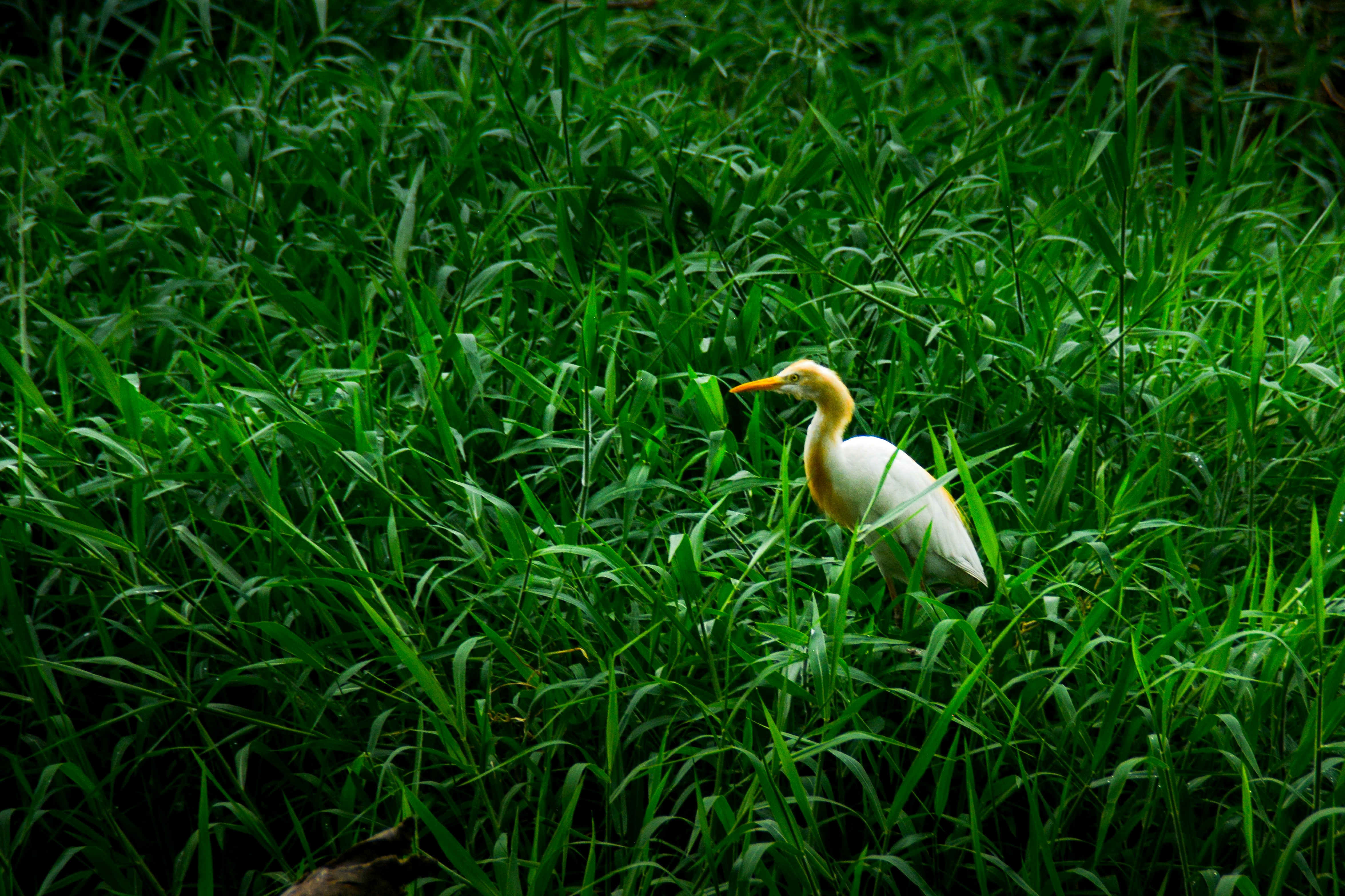 An egret stands in lush green grass.