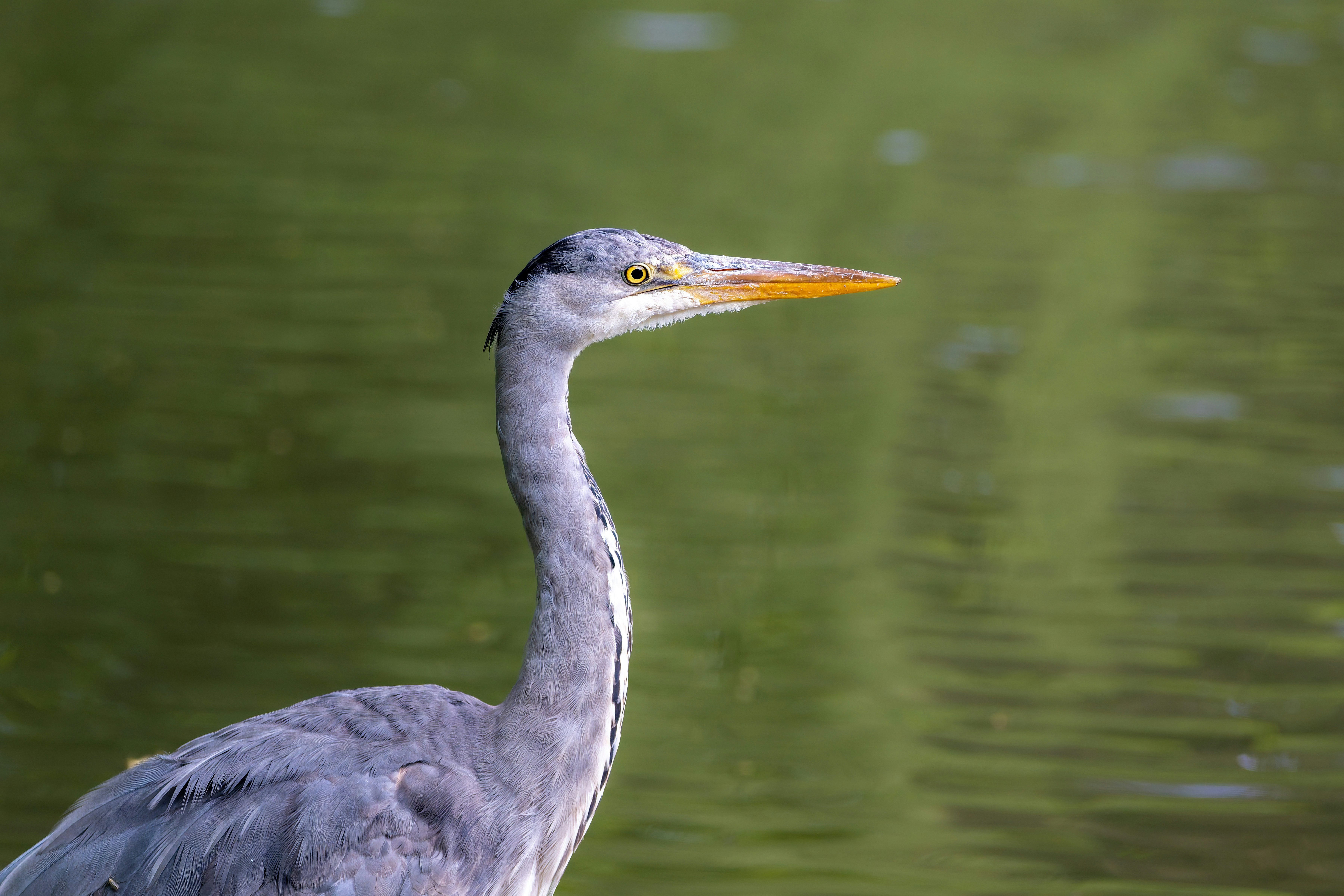 Photo by siegfriedpoepperl