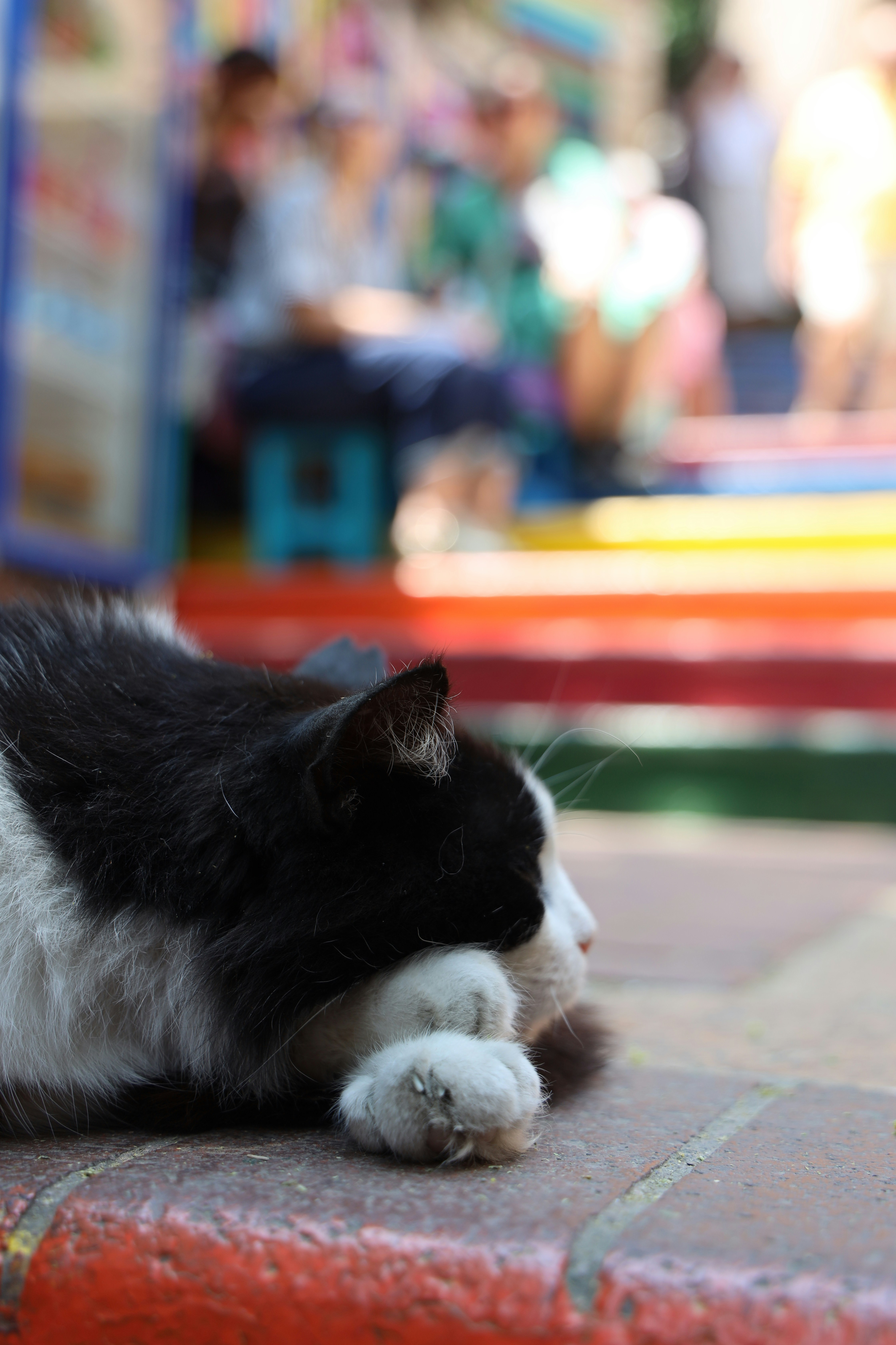 Kucing hitam dan putih beristirahat di jalan yang penuh warna.