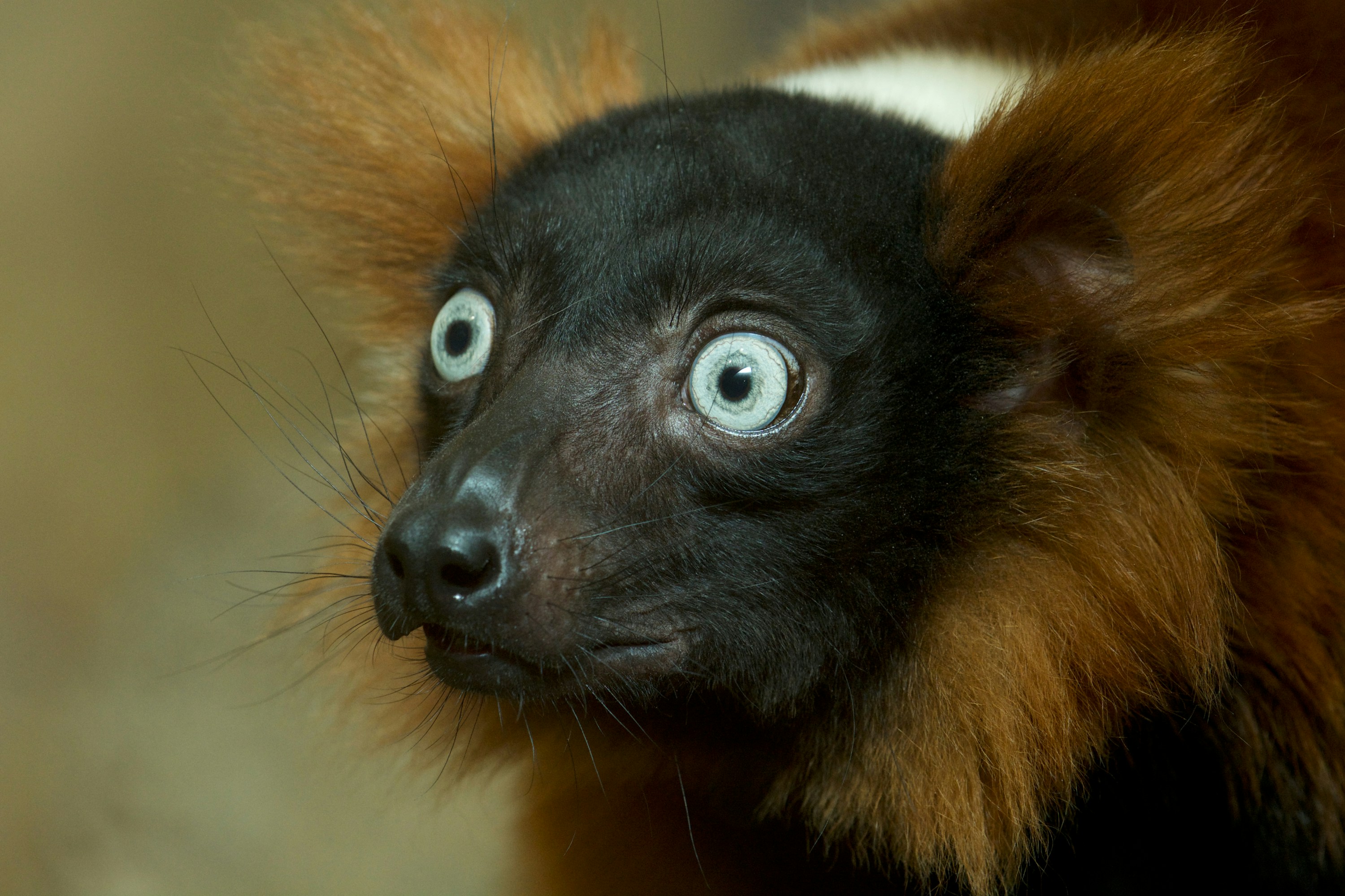 Seekor lemur merah ruffed dengan mata biru lebar.