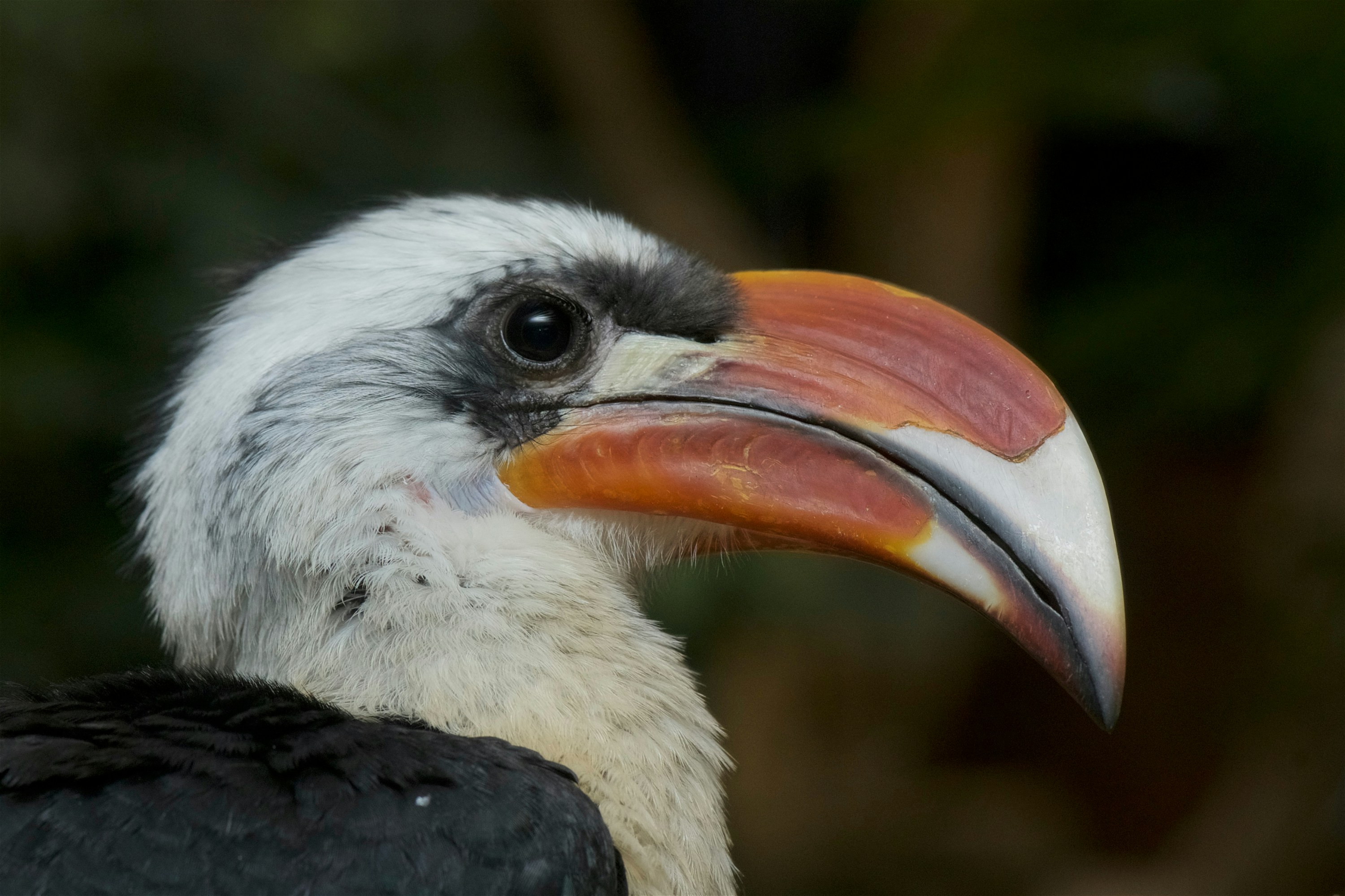 Photo by smithsonian