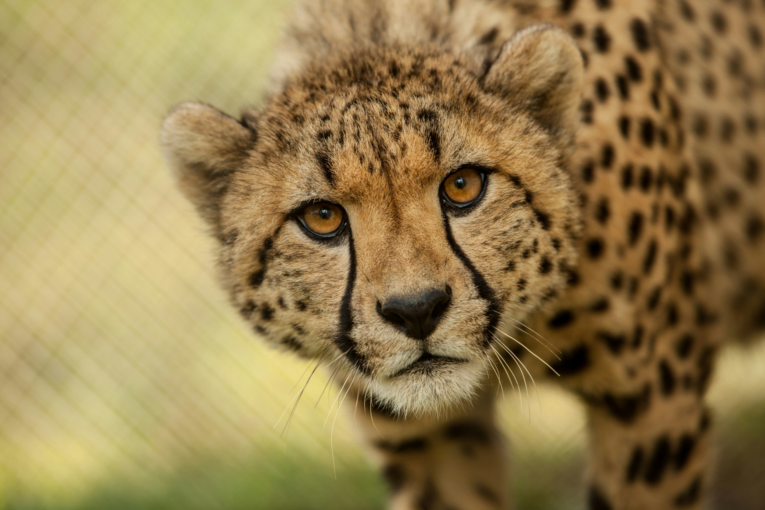 Photo by smithsonian