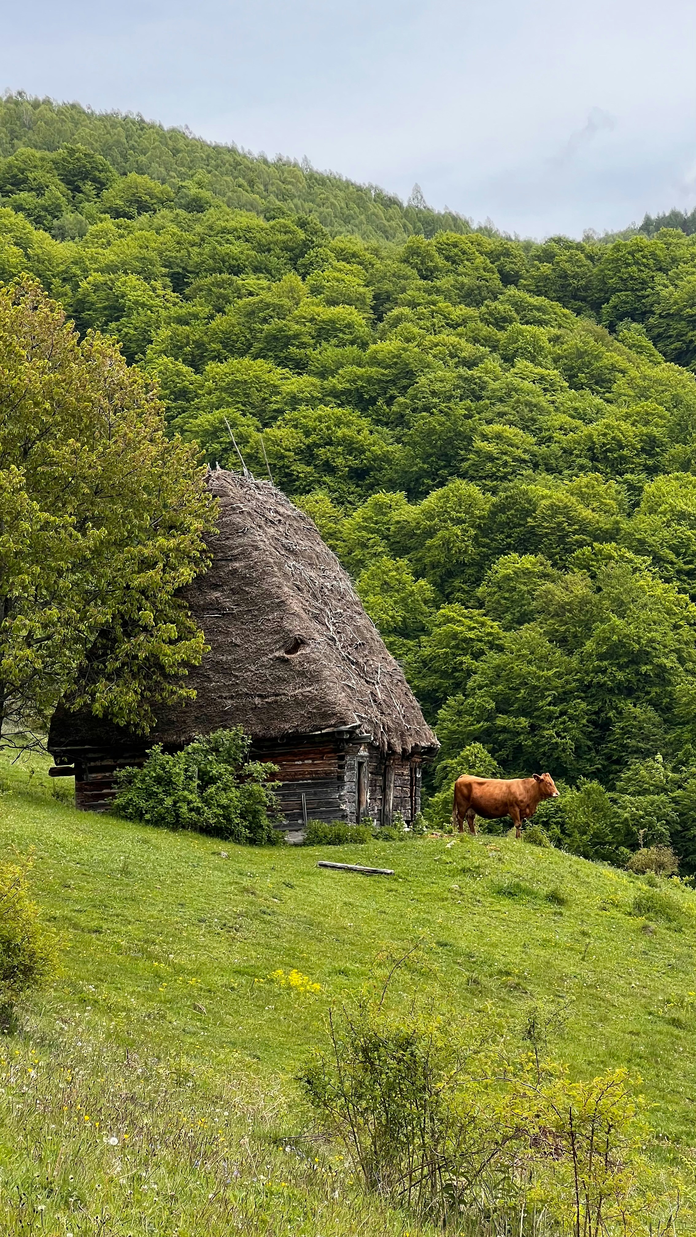 Uma cabana rústica e uma vaca em uma encosta arborizada.