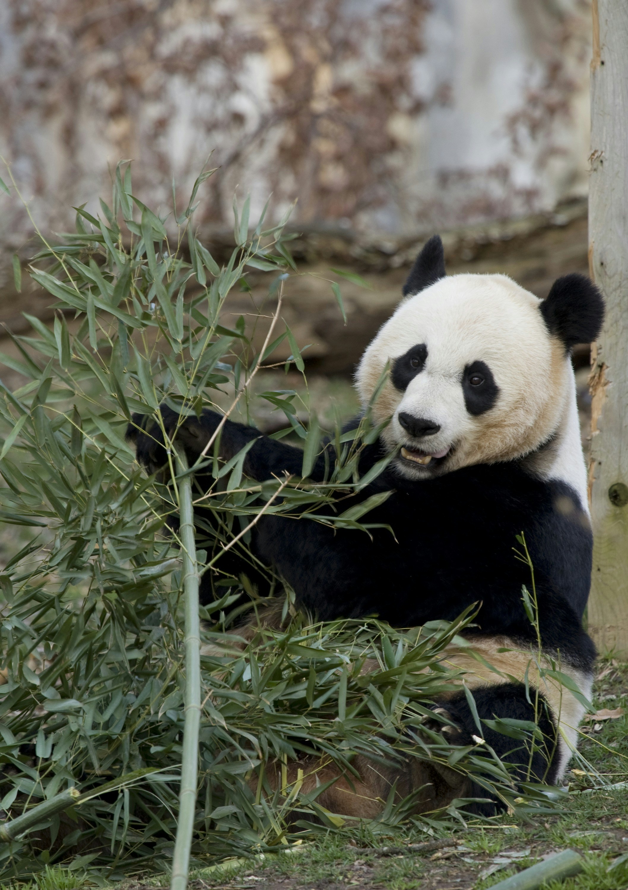 Seekor panda raksasa duduk dan memakan daun bambu.