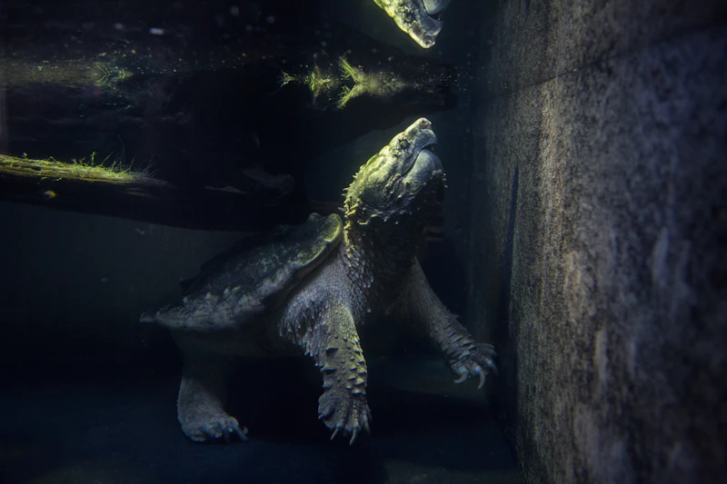 Alligator Snapping Turtle (Macrochelys temminckii)