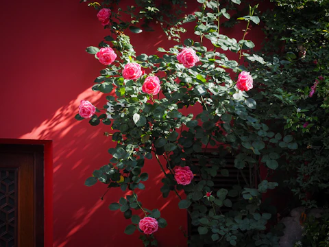 Pink roses bloom beautifully on a vibrant red wall.