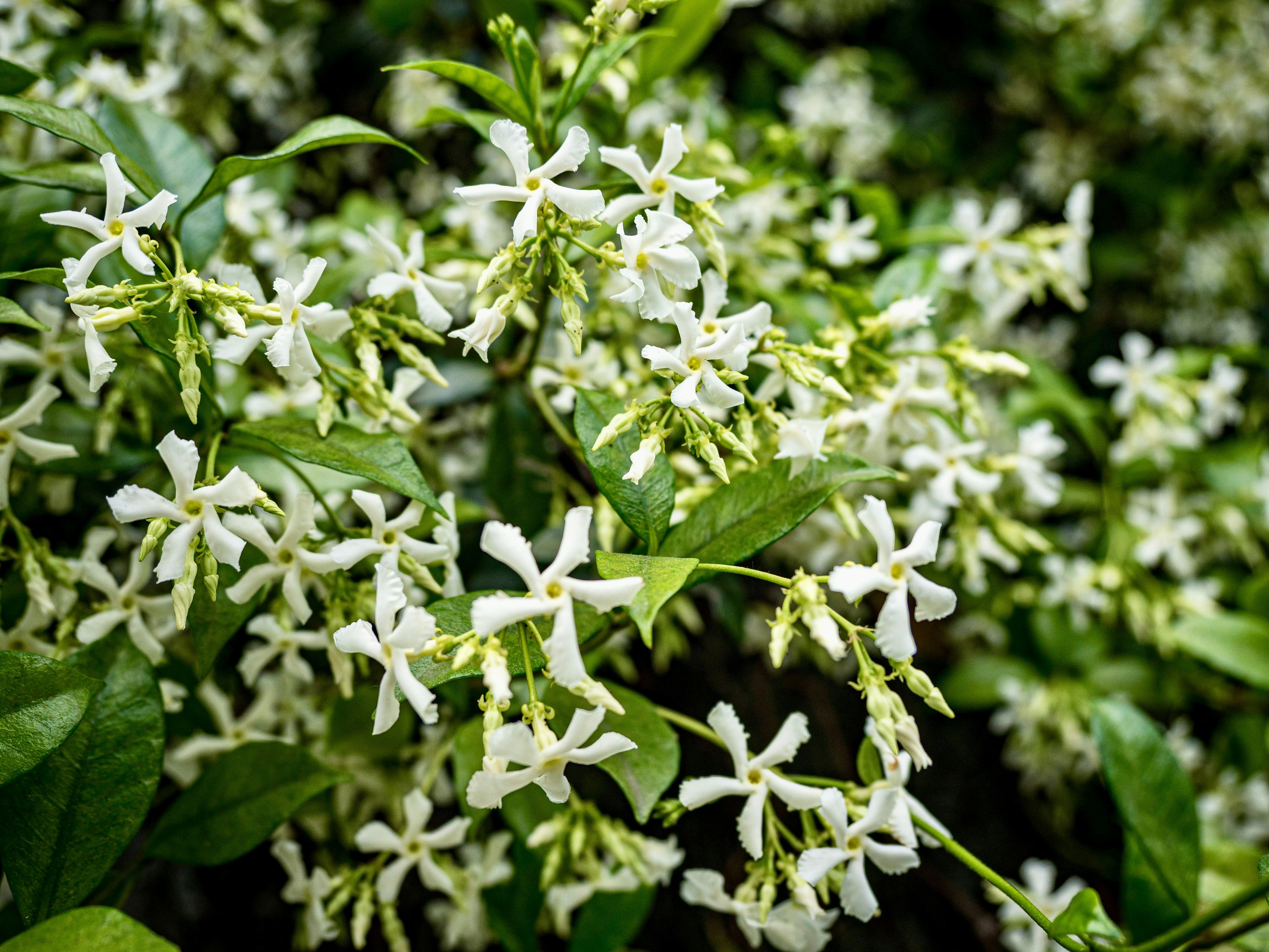 White jasmine flowers blooming among green leaves.