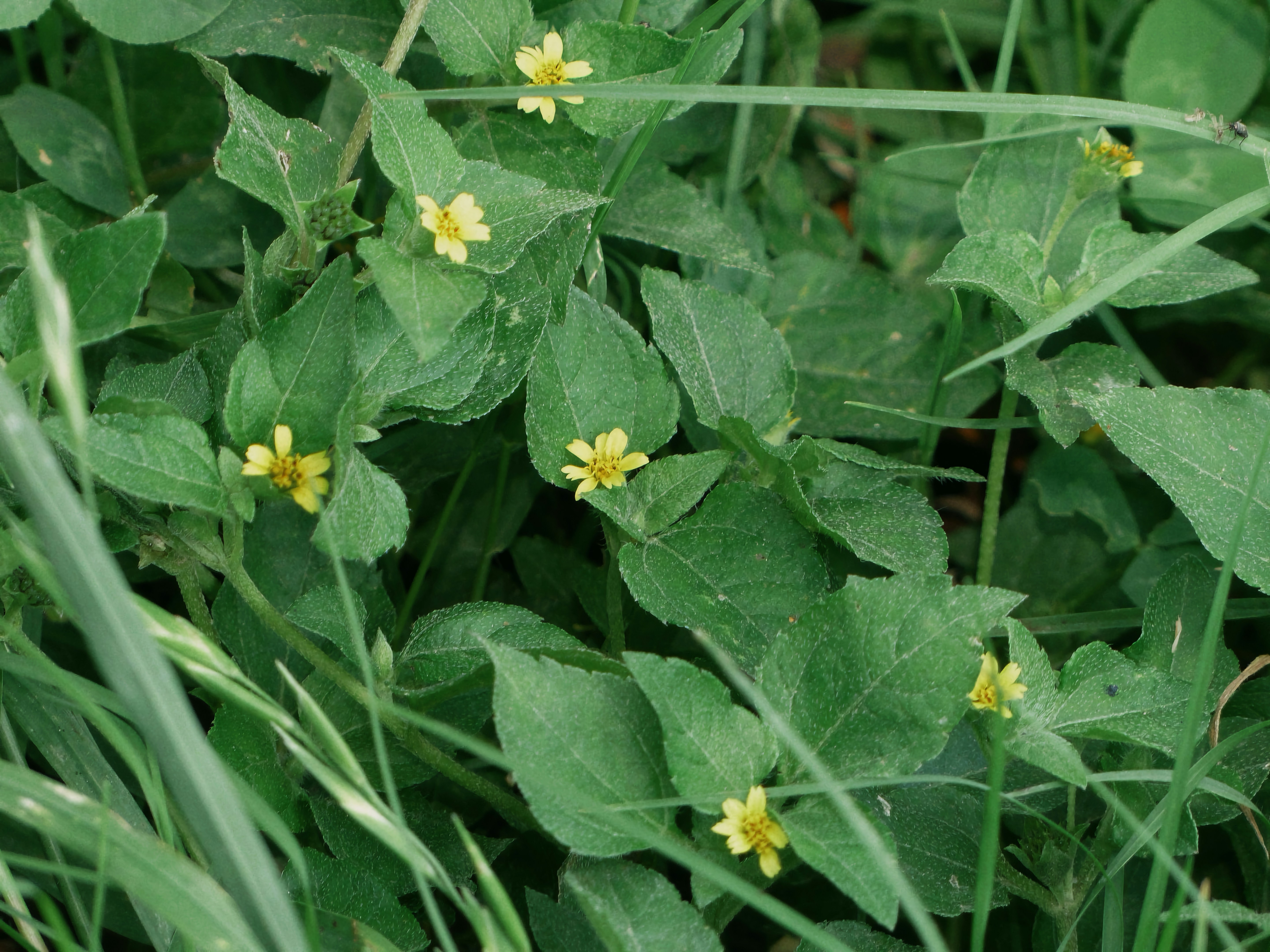 Small yellow flowers bloom among green leaves