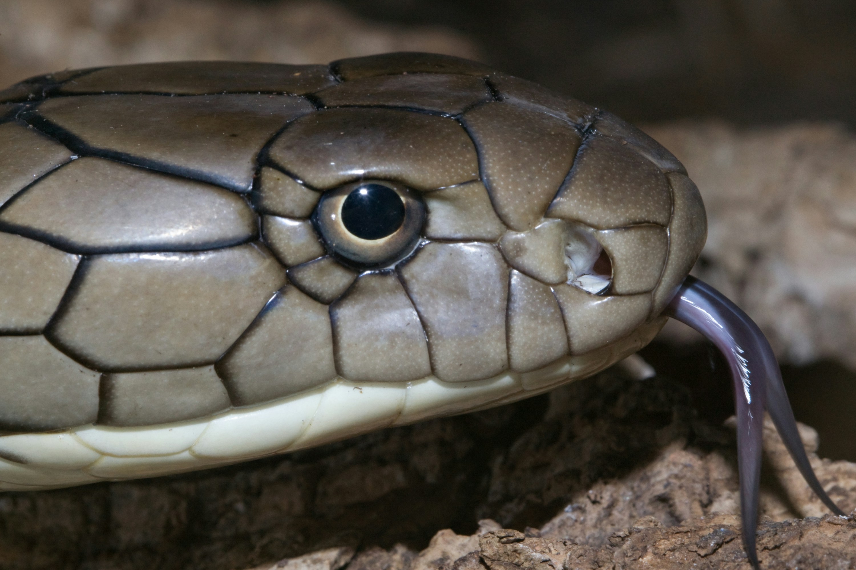 Photo by smithsonian