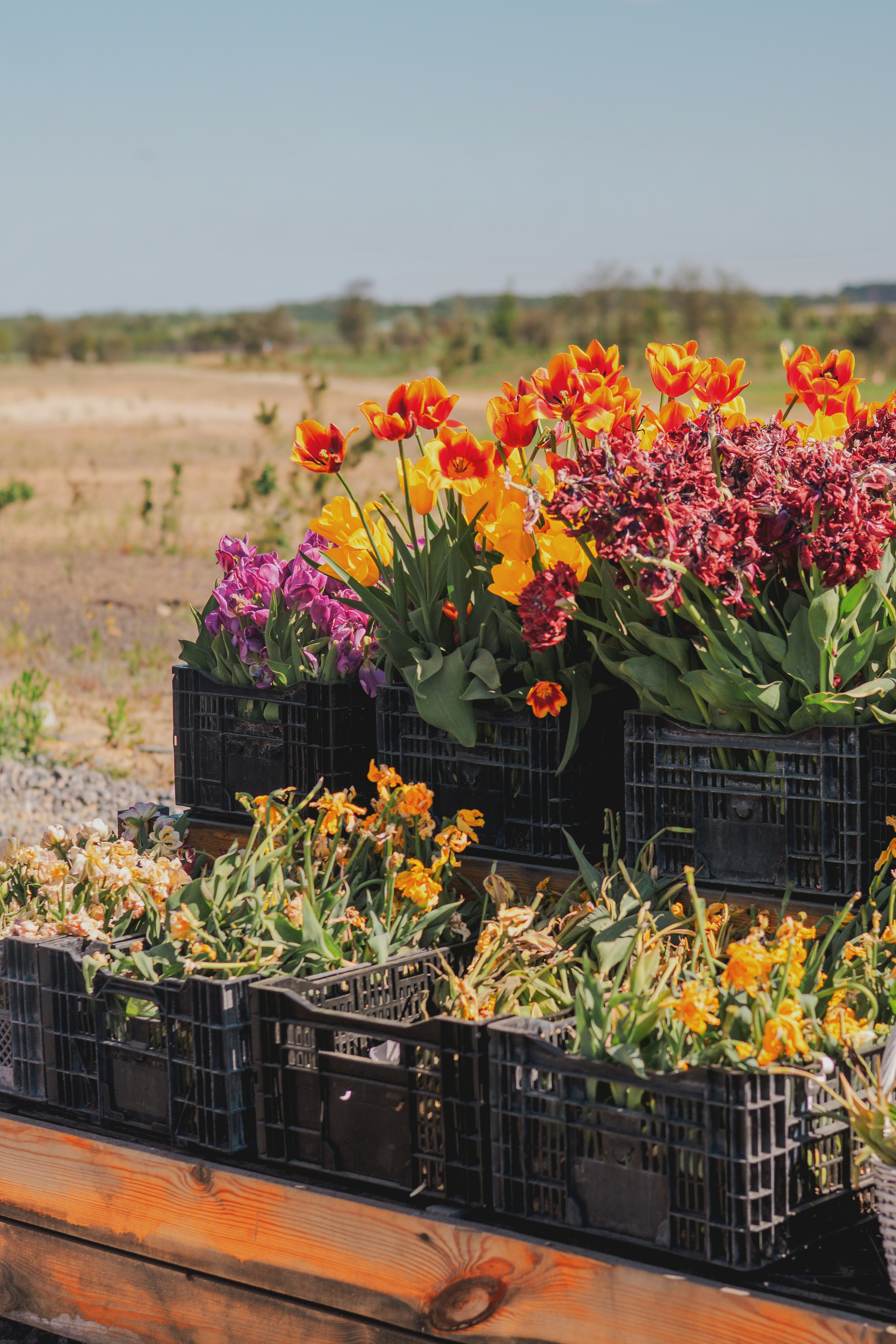 Crates of colorful fresh and wilting flowers outdoors.