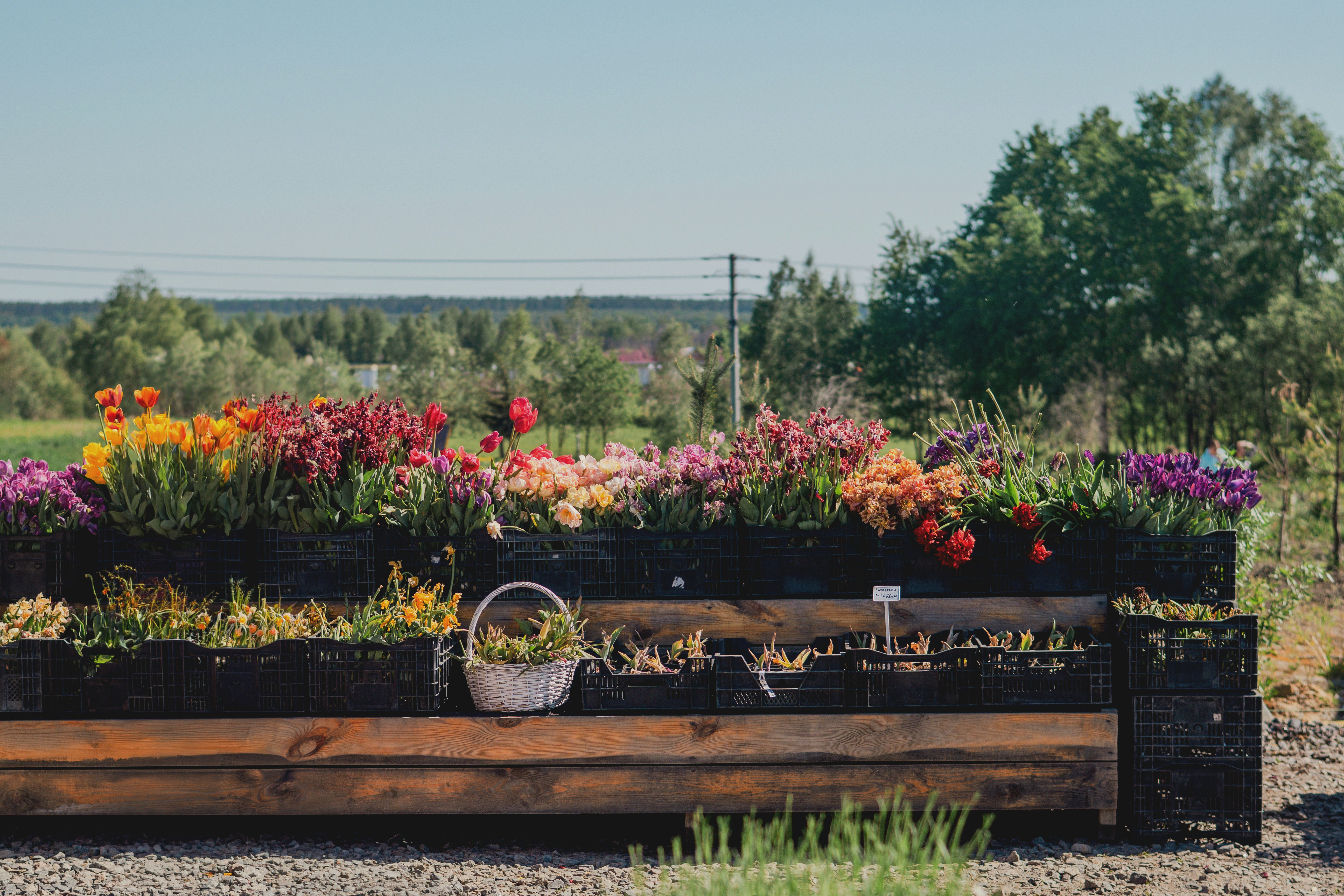 Colorful flowers blooming in a long wooden planter box.