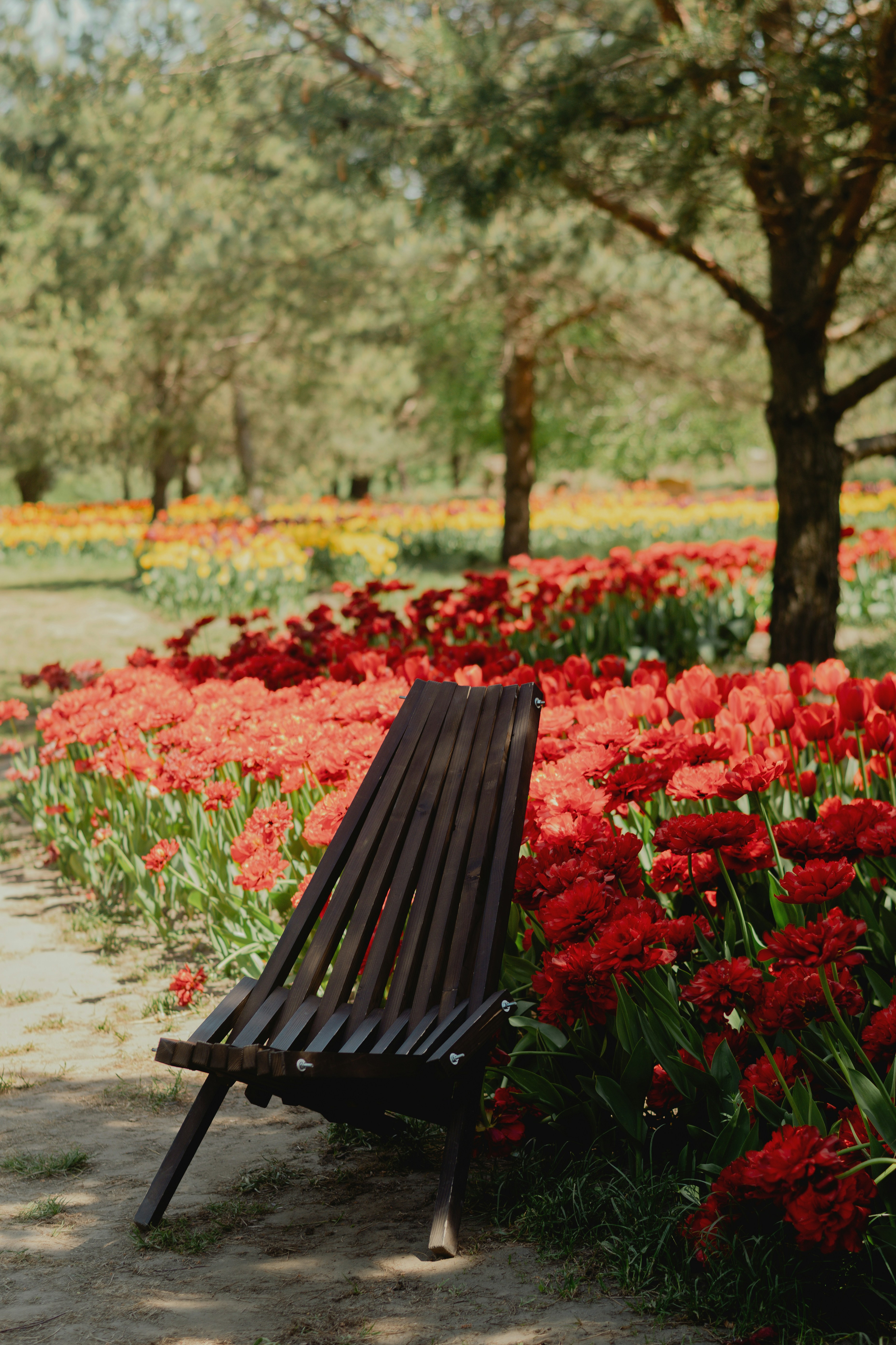 Wooden chair in a field of red tulips