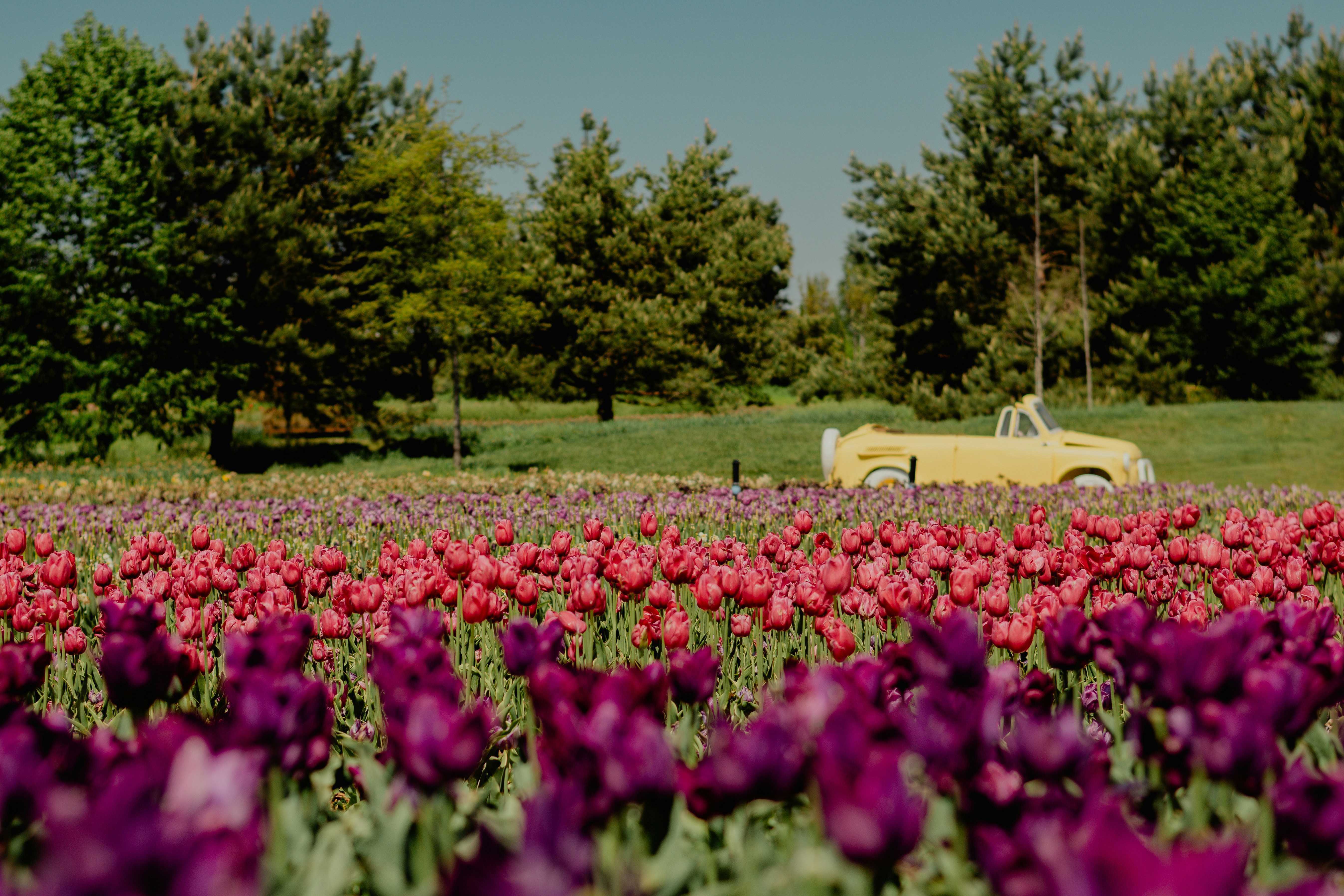 Yellow convertible drives past a field of tulips.
