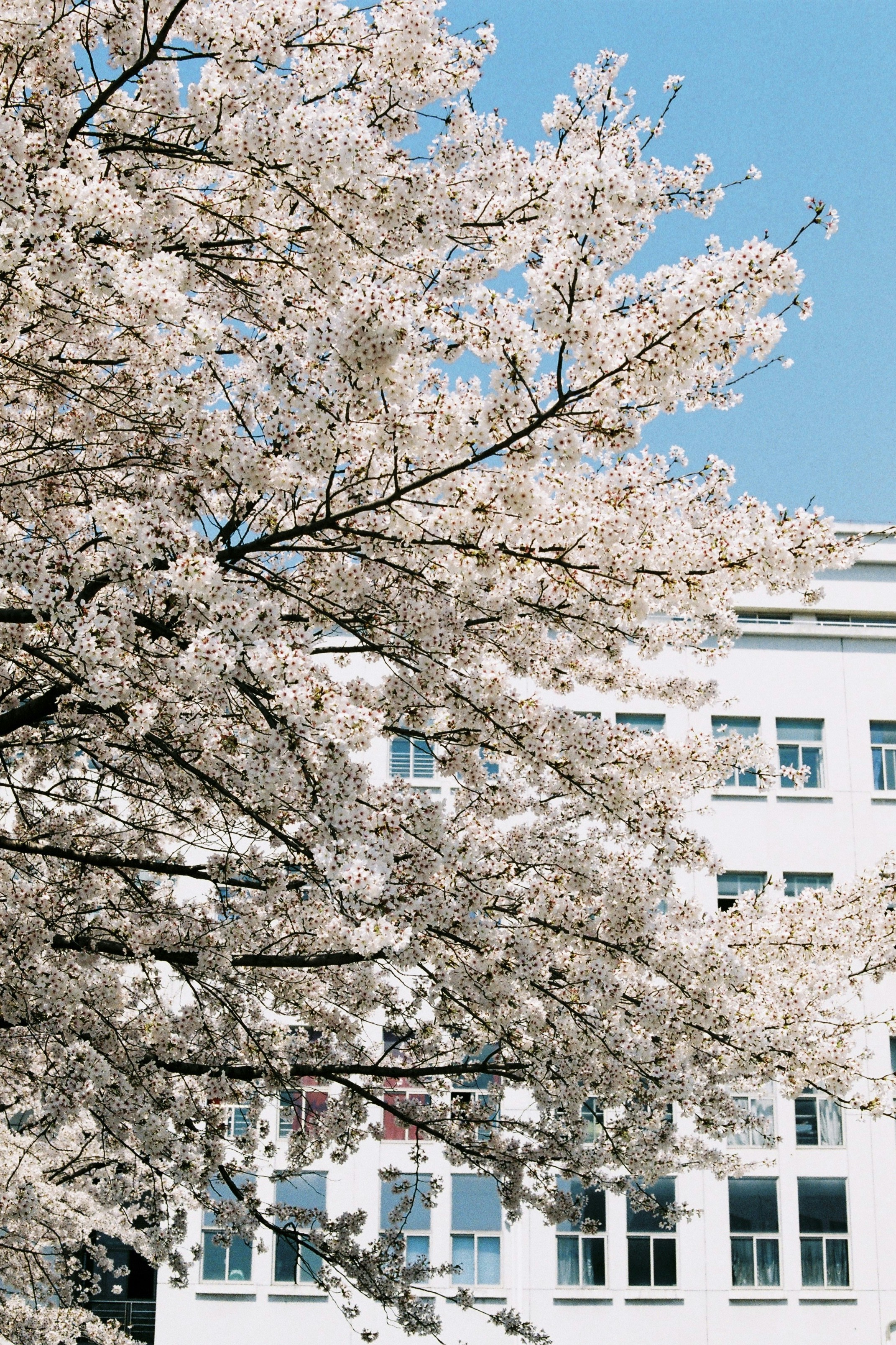 Photo by jqcheng