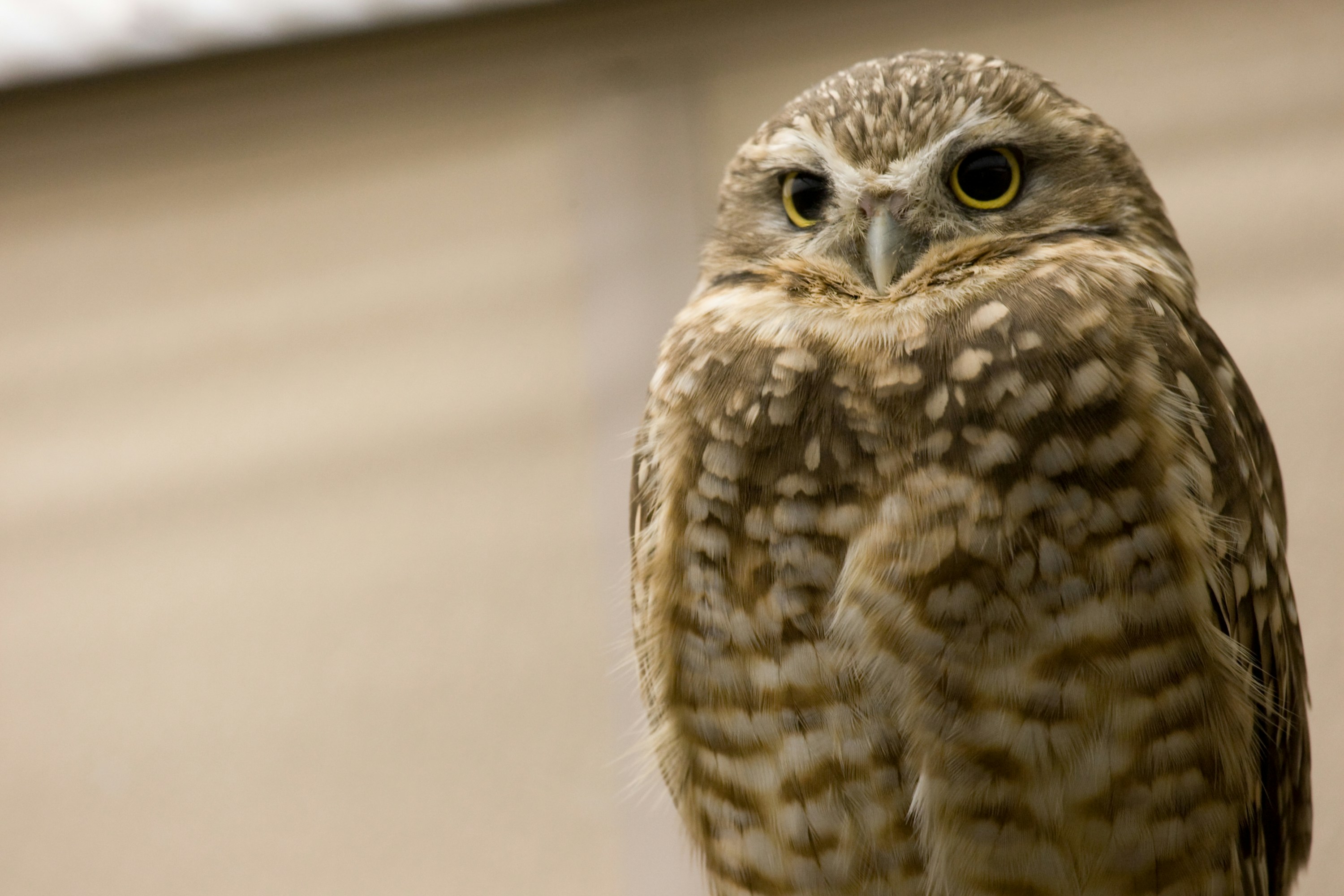 Photo by smithsonian