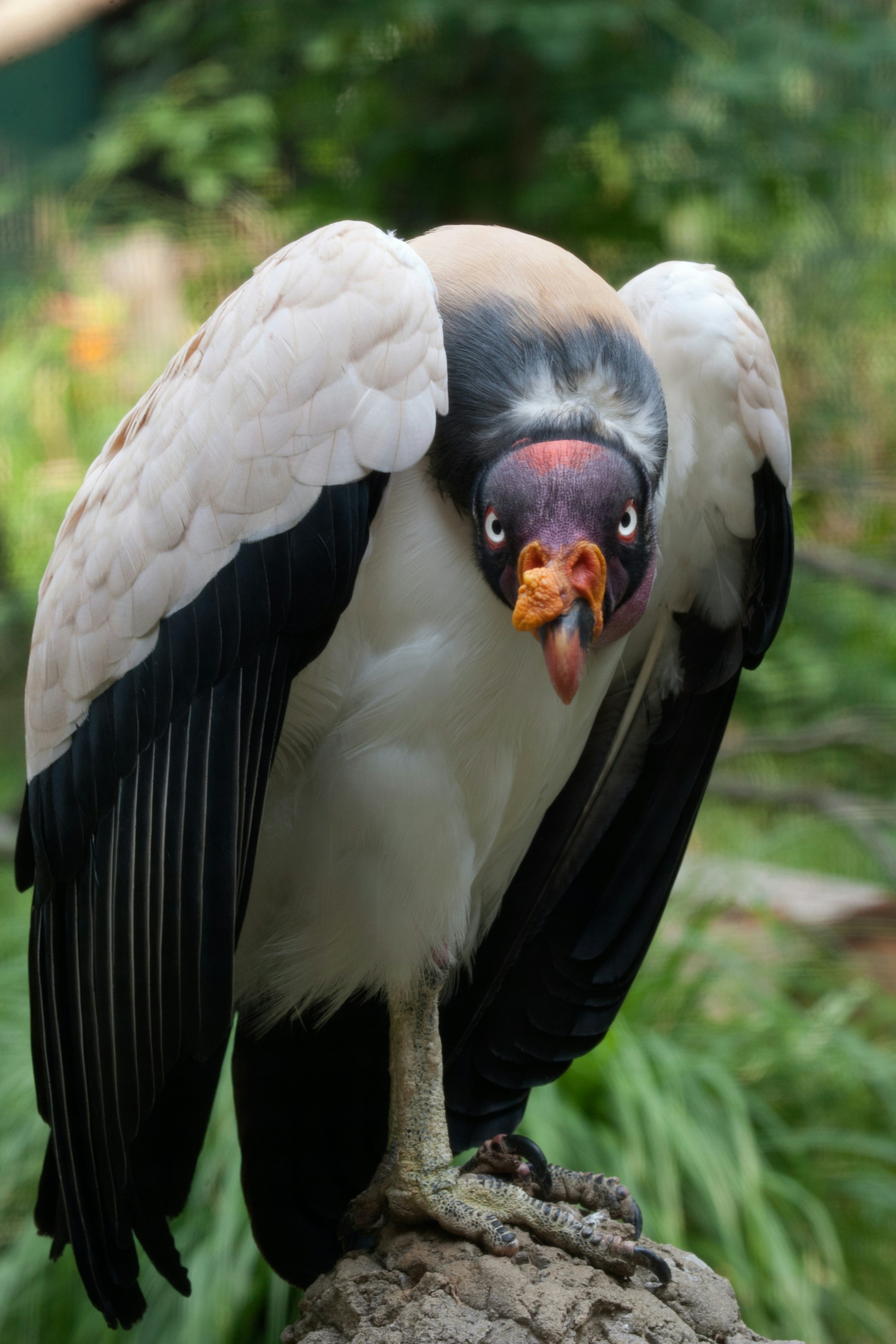 Photo by smithsonian