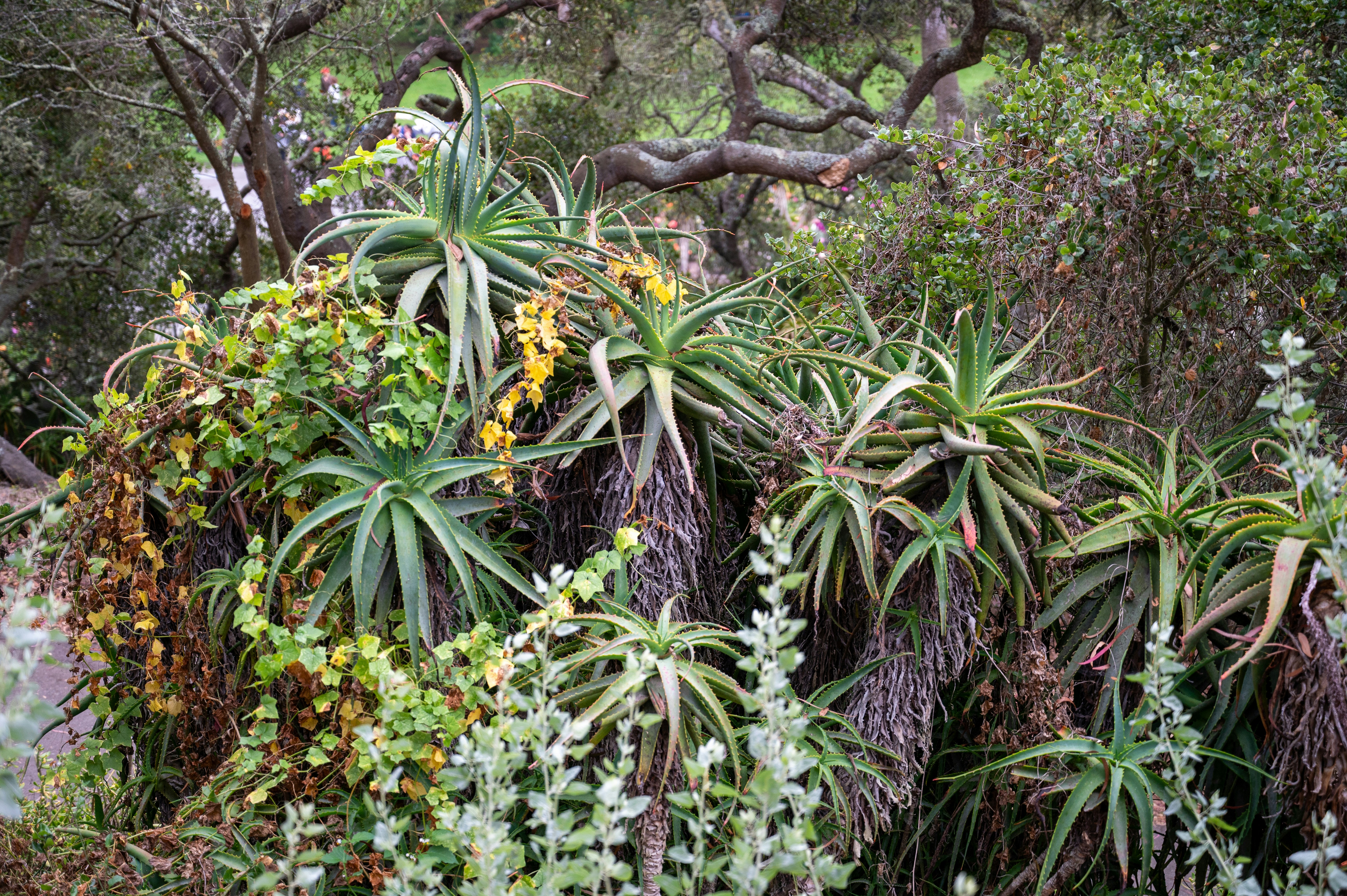 A dense cluster of various green plants and succulents.
