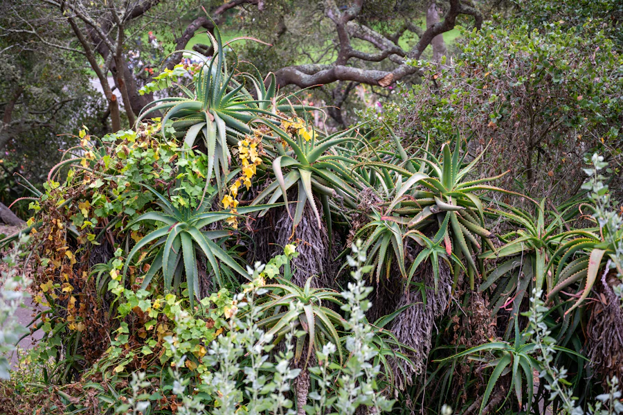 Dense drought tolerant succulent landscaping in Austin