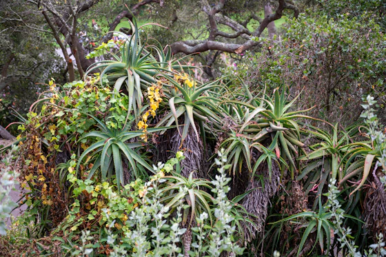 Aloe vera plants in mature desert garden