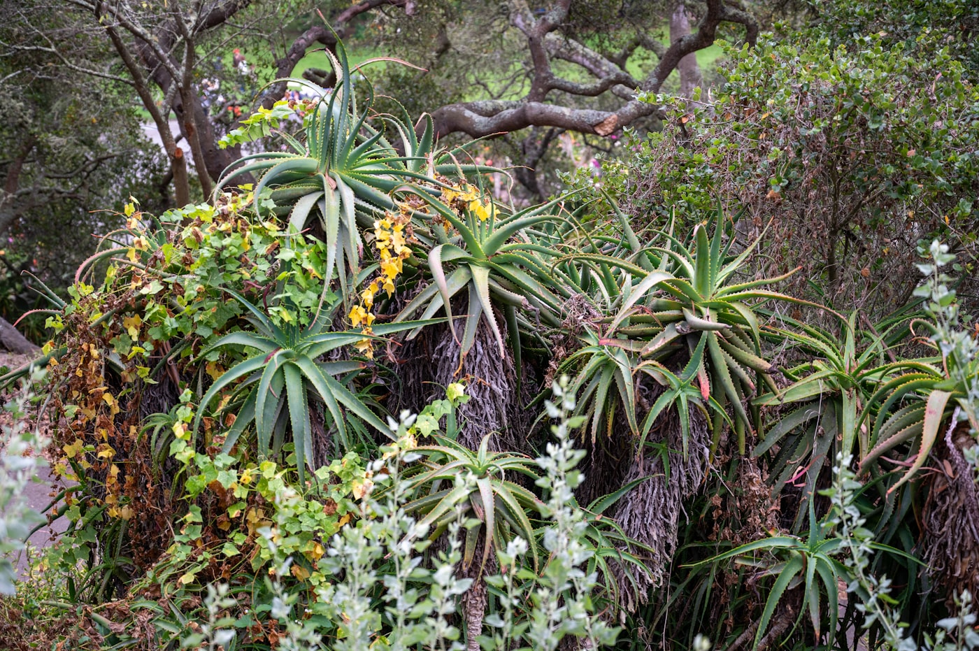Austin xeriscape with native plants