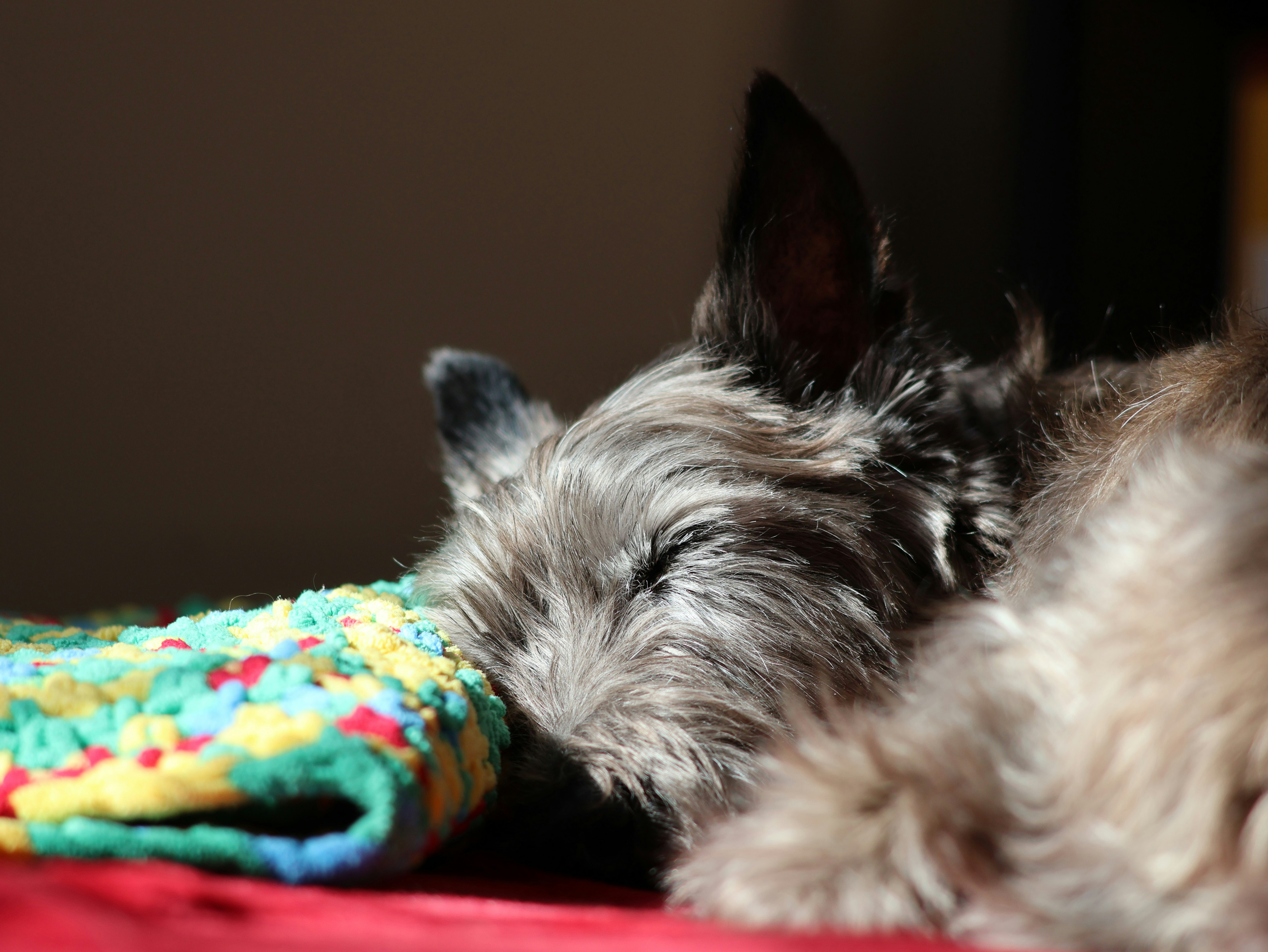 Furry dog sleeping soundly beside a vibrant knitted blanket.