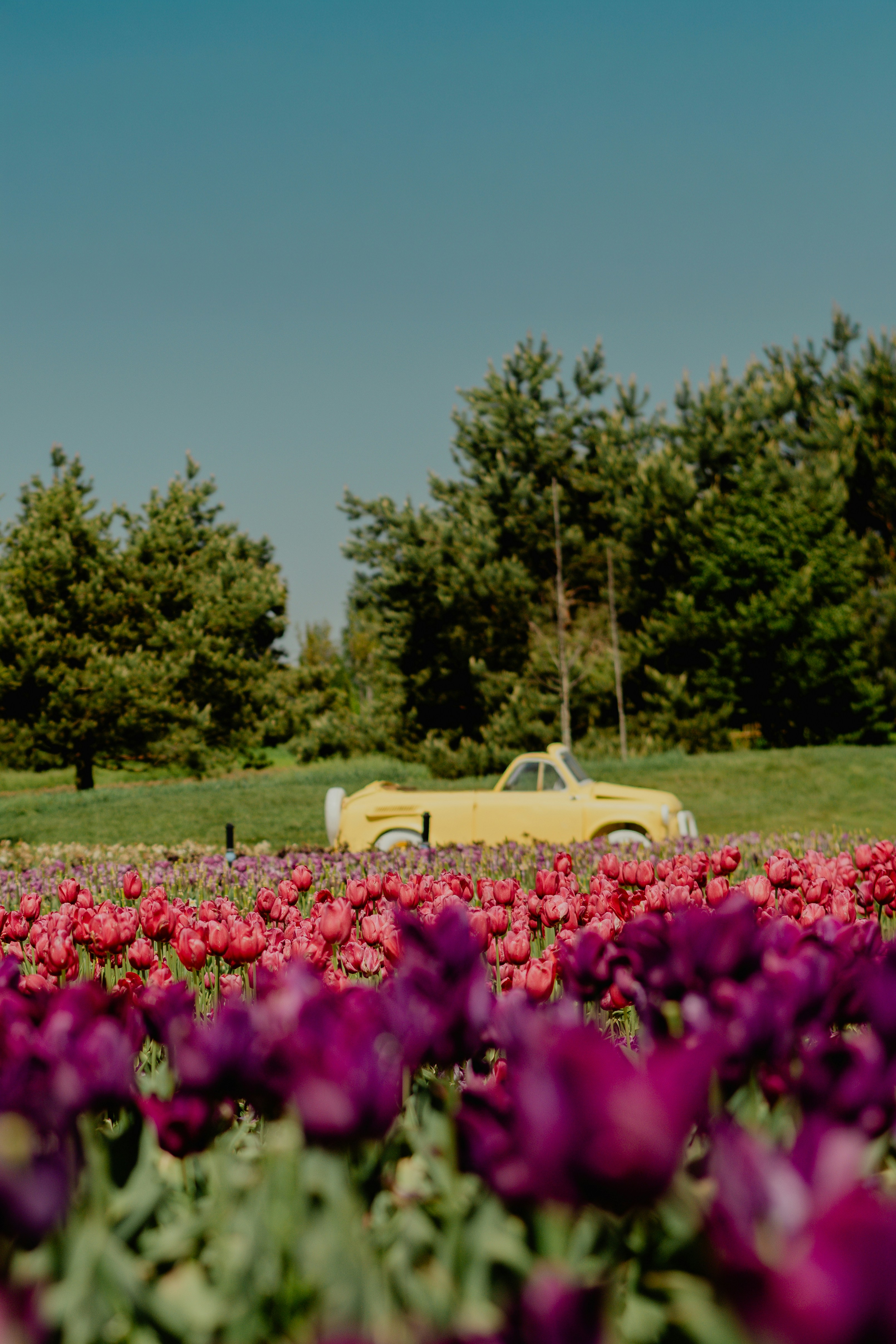 Yellow vintage car parked in a field of tulips
