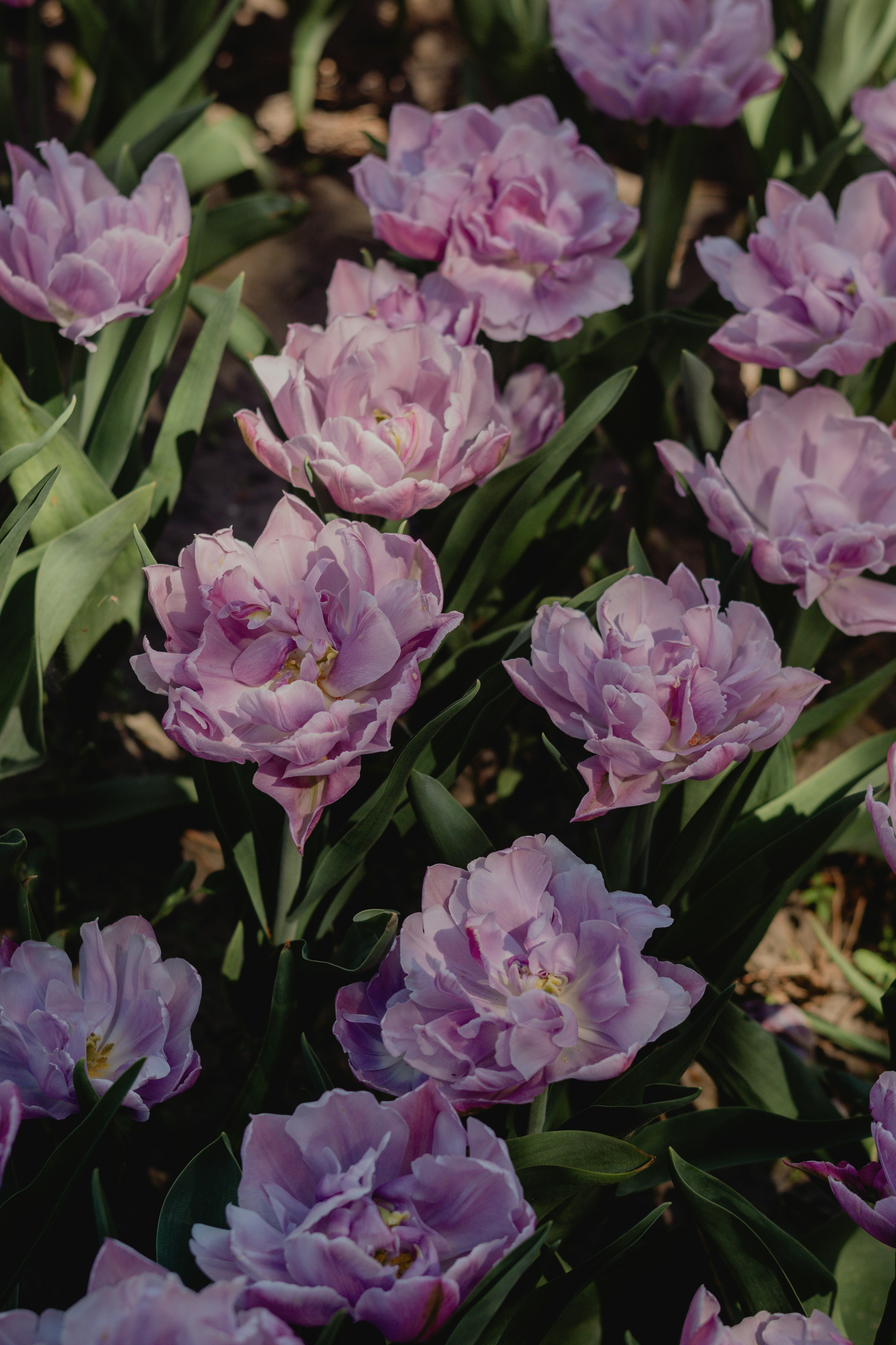 A field of vibrant purple double tulips with green leaves.