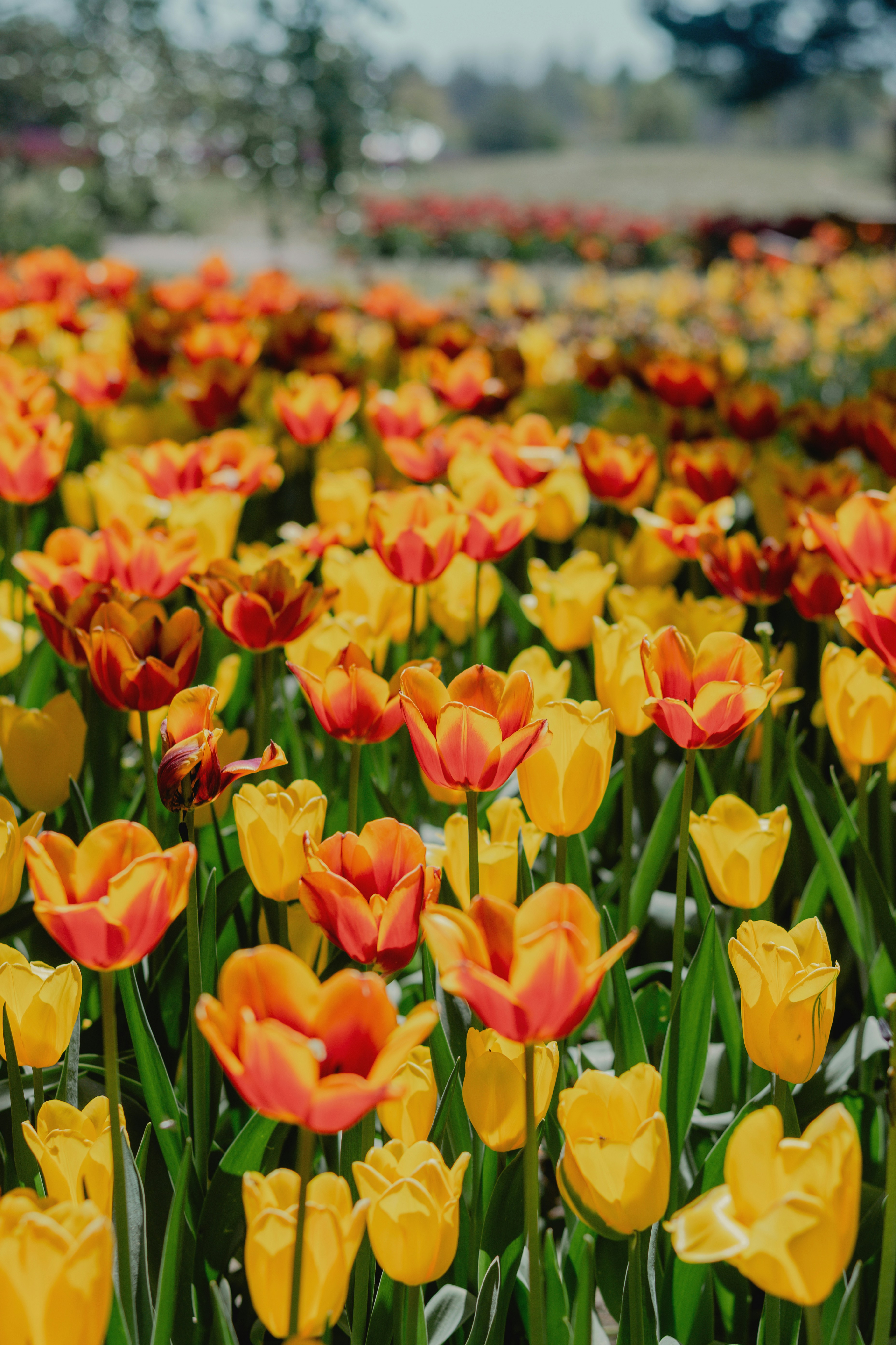 Field of yellow and orange tulips in bloom