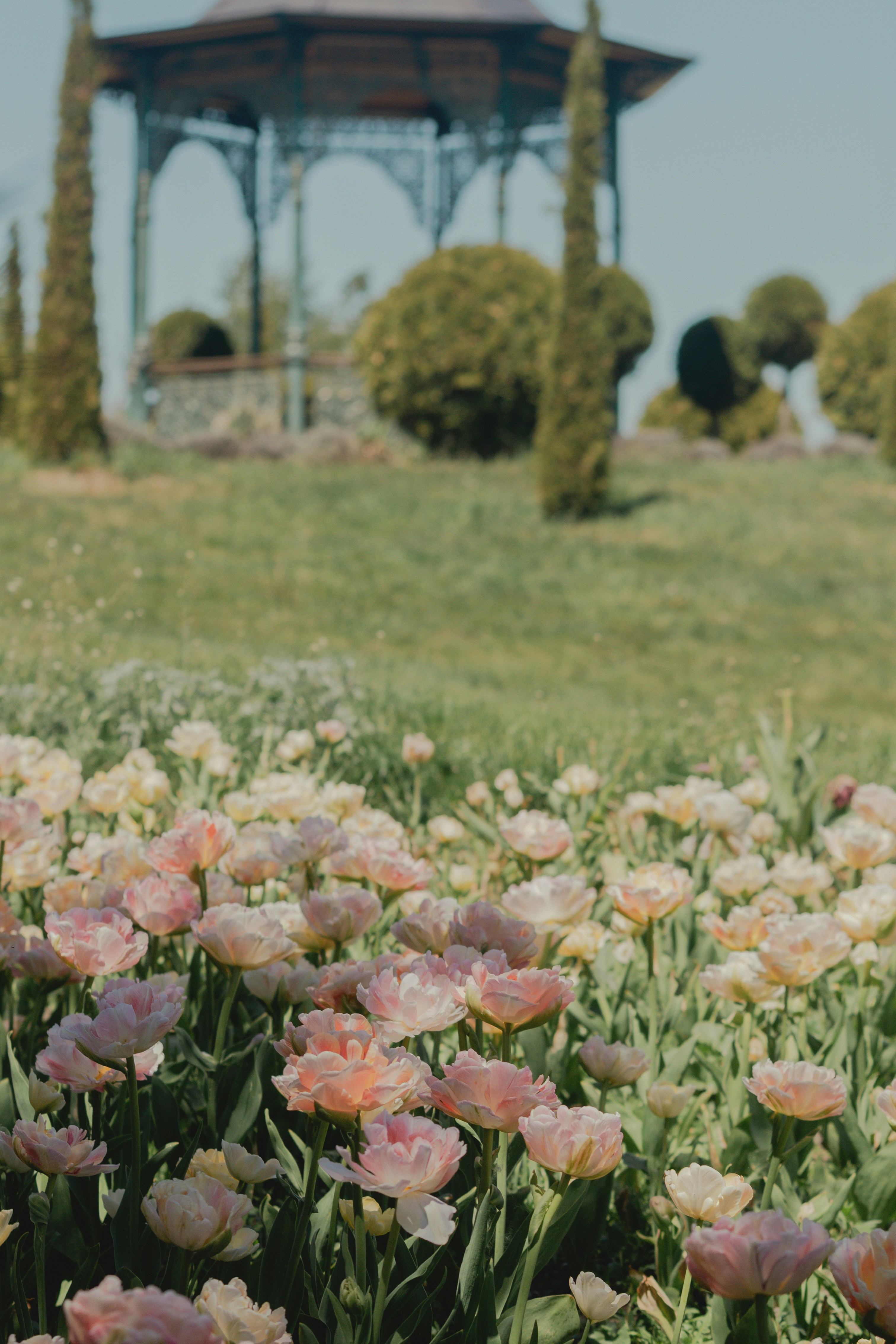 Pink tulips bloom in a garden with a gazebo.