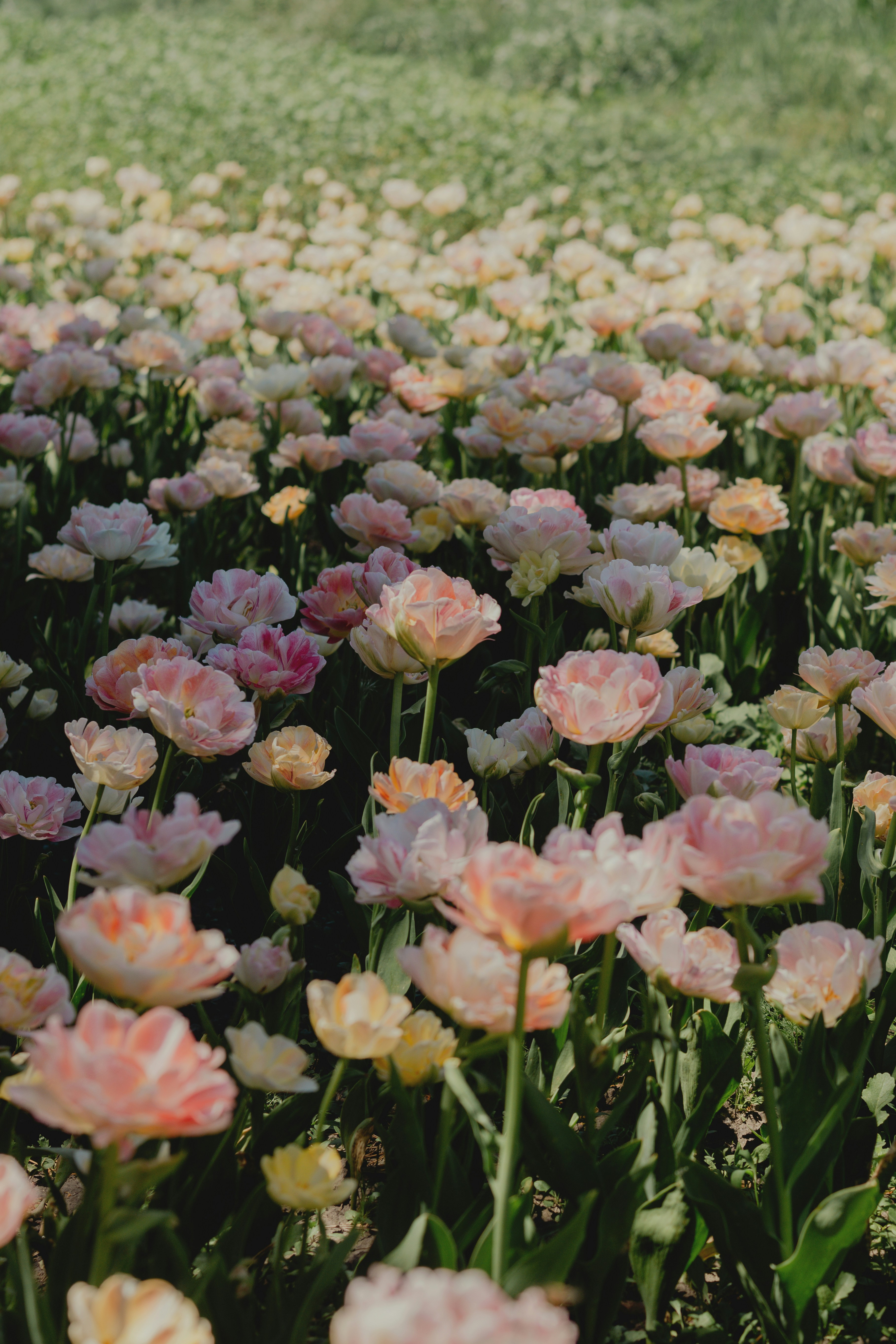 Field of blooming pink and yellow tulips