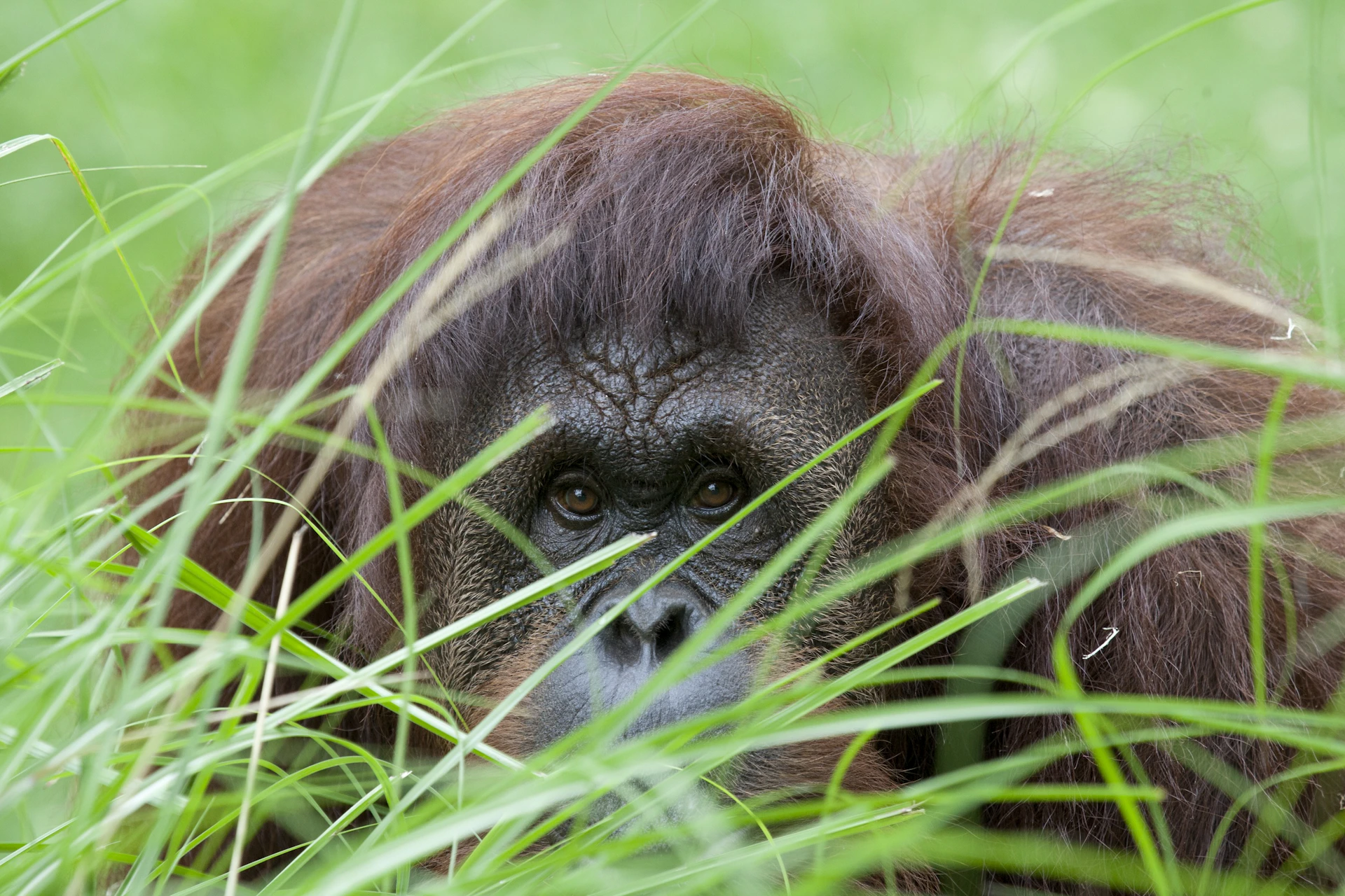An orangutan peeking through tall green grass.