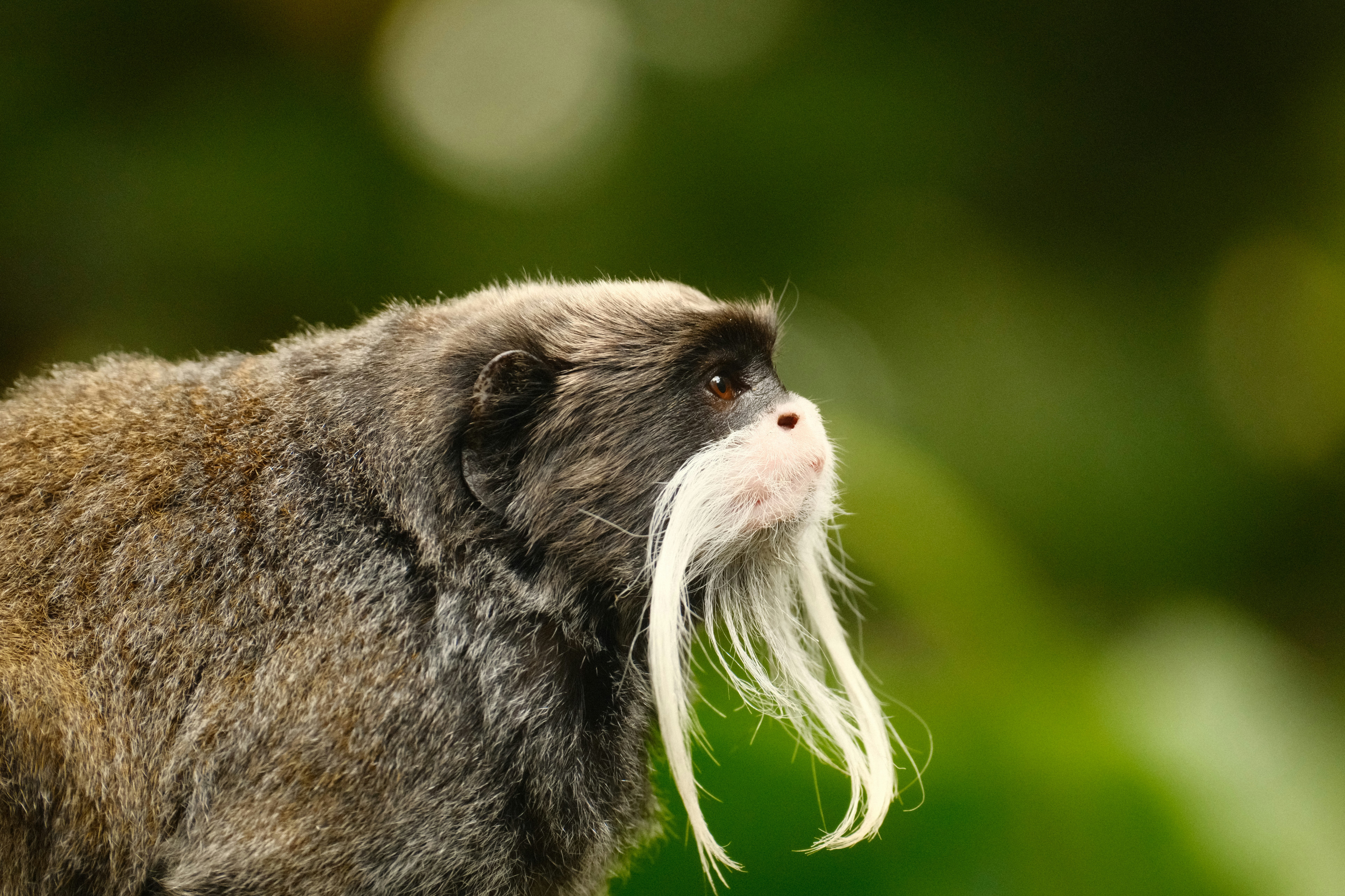 A monkey with long white whiskers looks up.