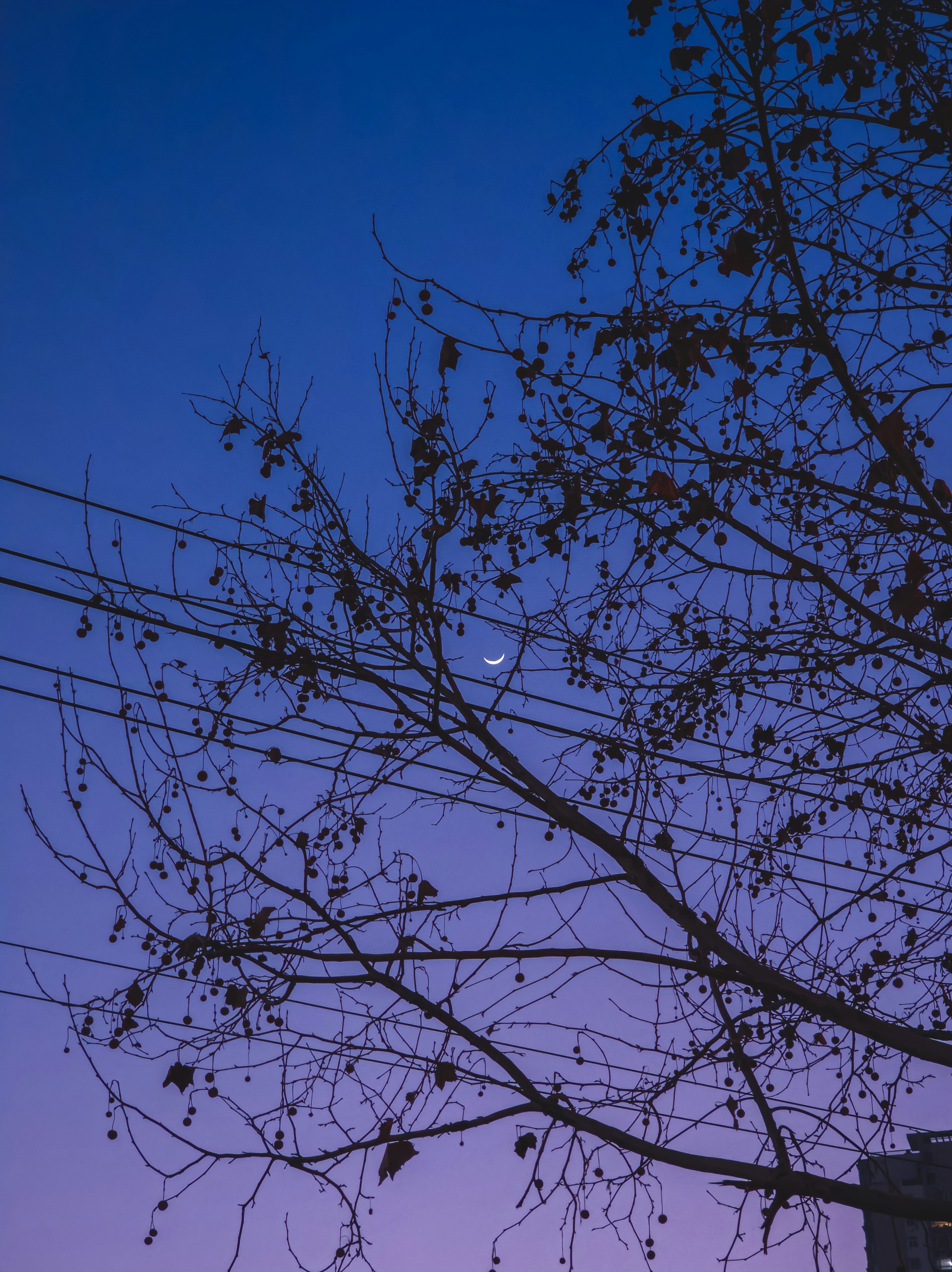 Crescent moon and bare tree branches against a twilight sky.