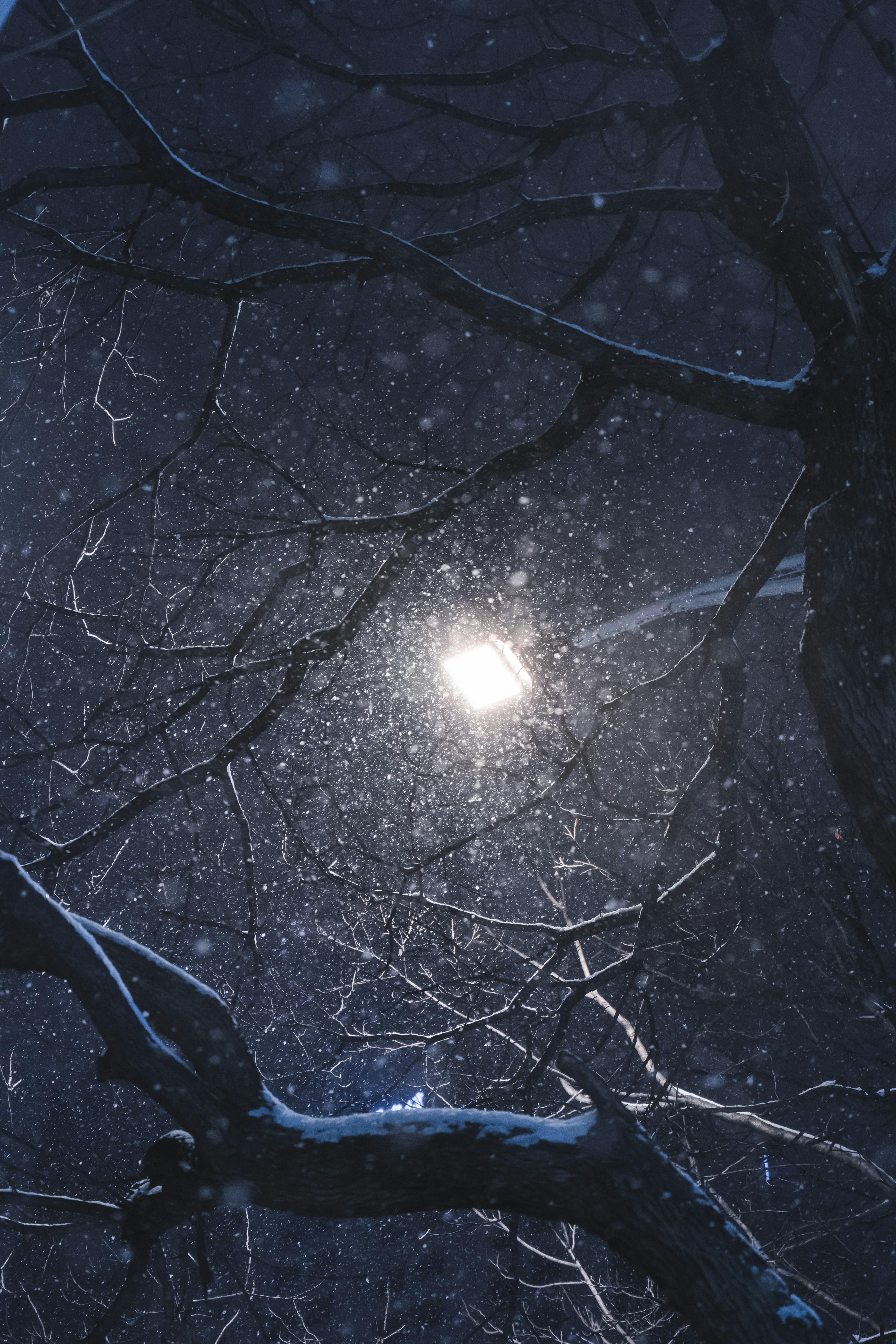 Bare tree branches frame a street light illuminating falling snow.