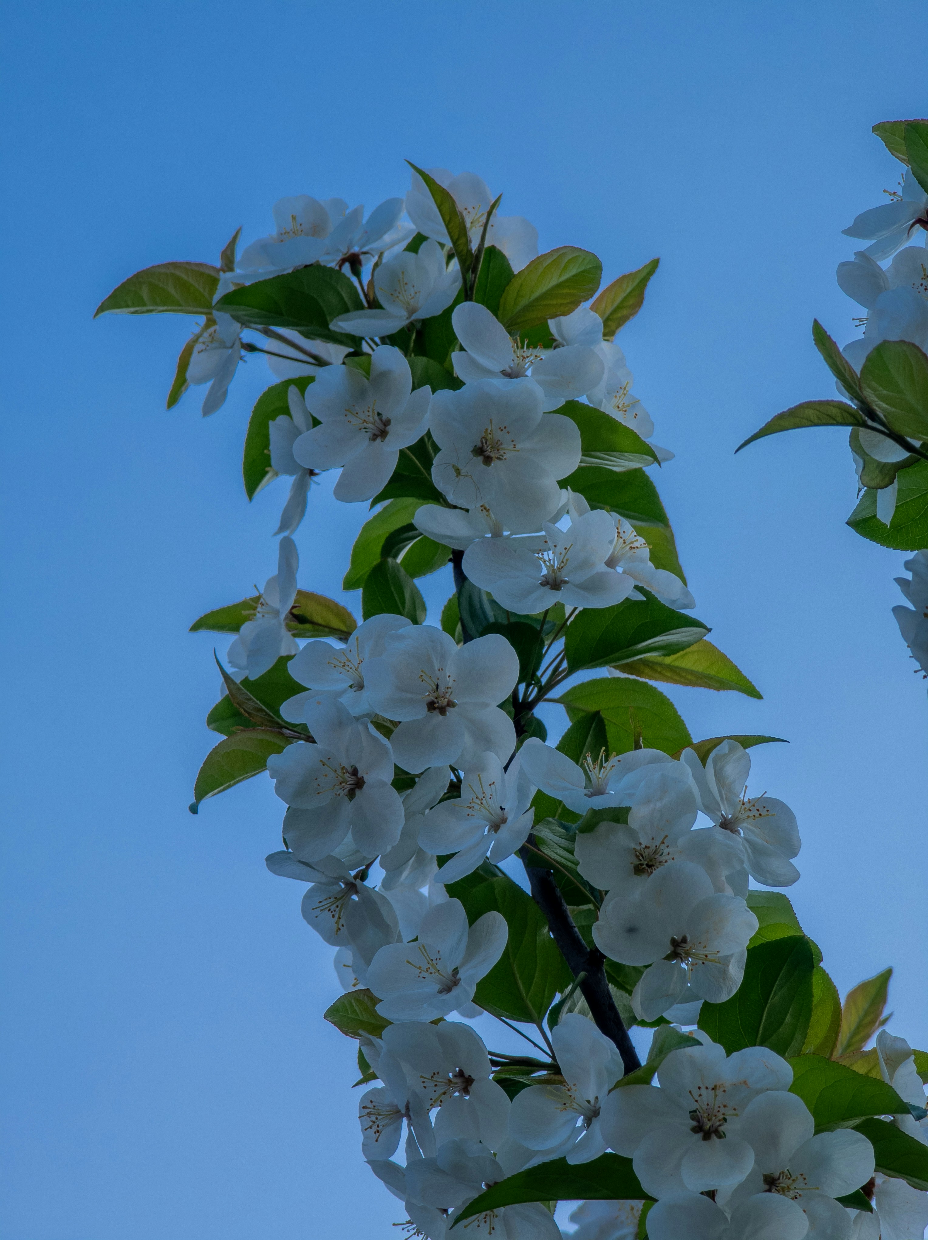 White blossoms on a branch against a clear blue sky.