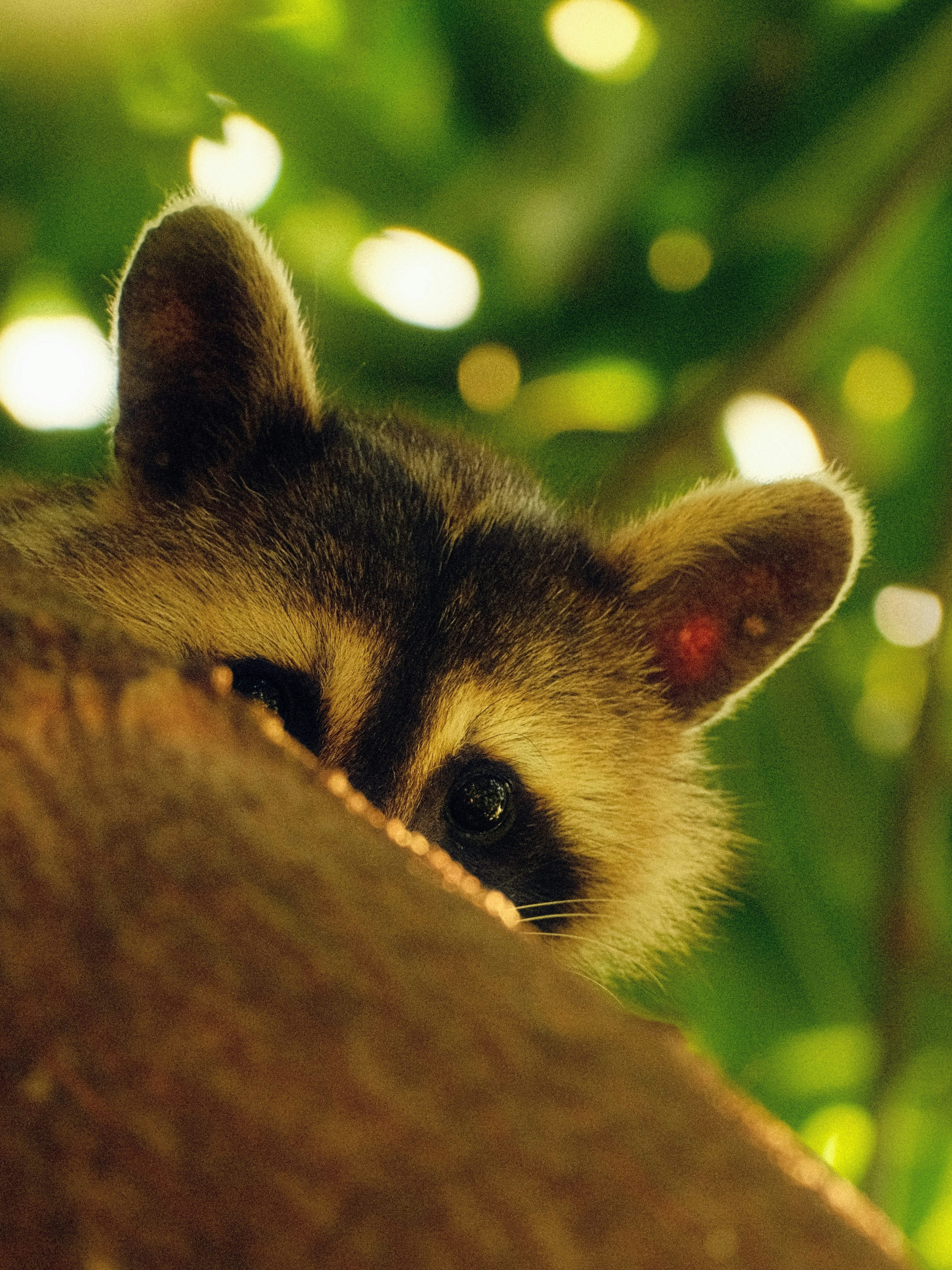 Raccoon peeking from behind a tree trunk.