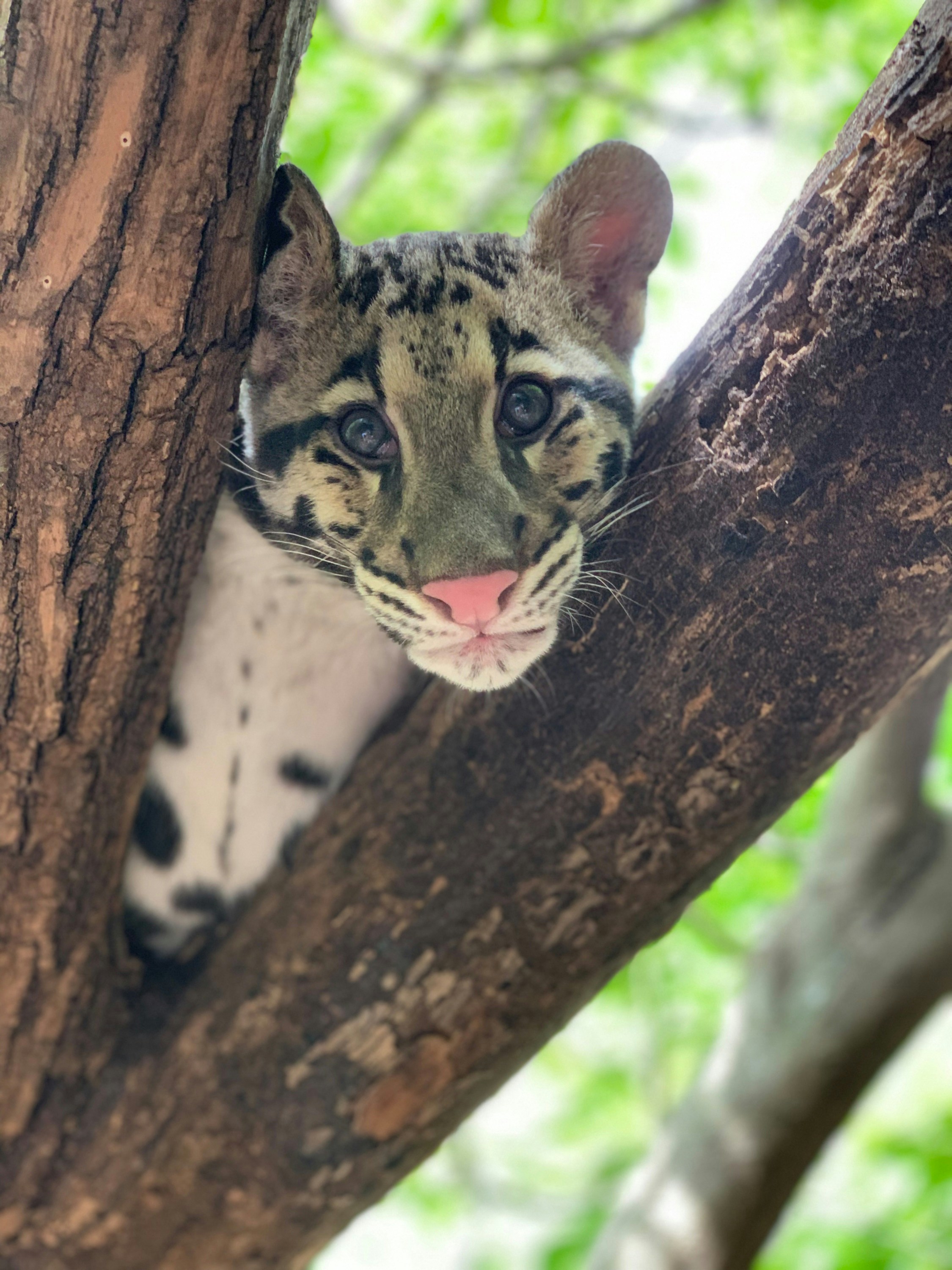 A clouded leopard peeks out from tree branches