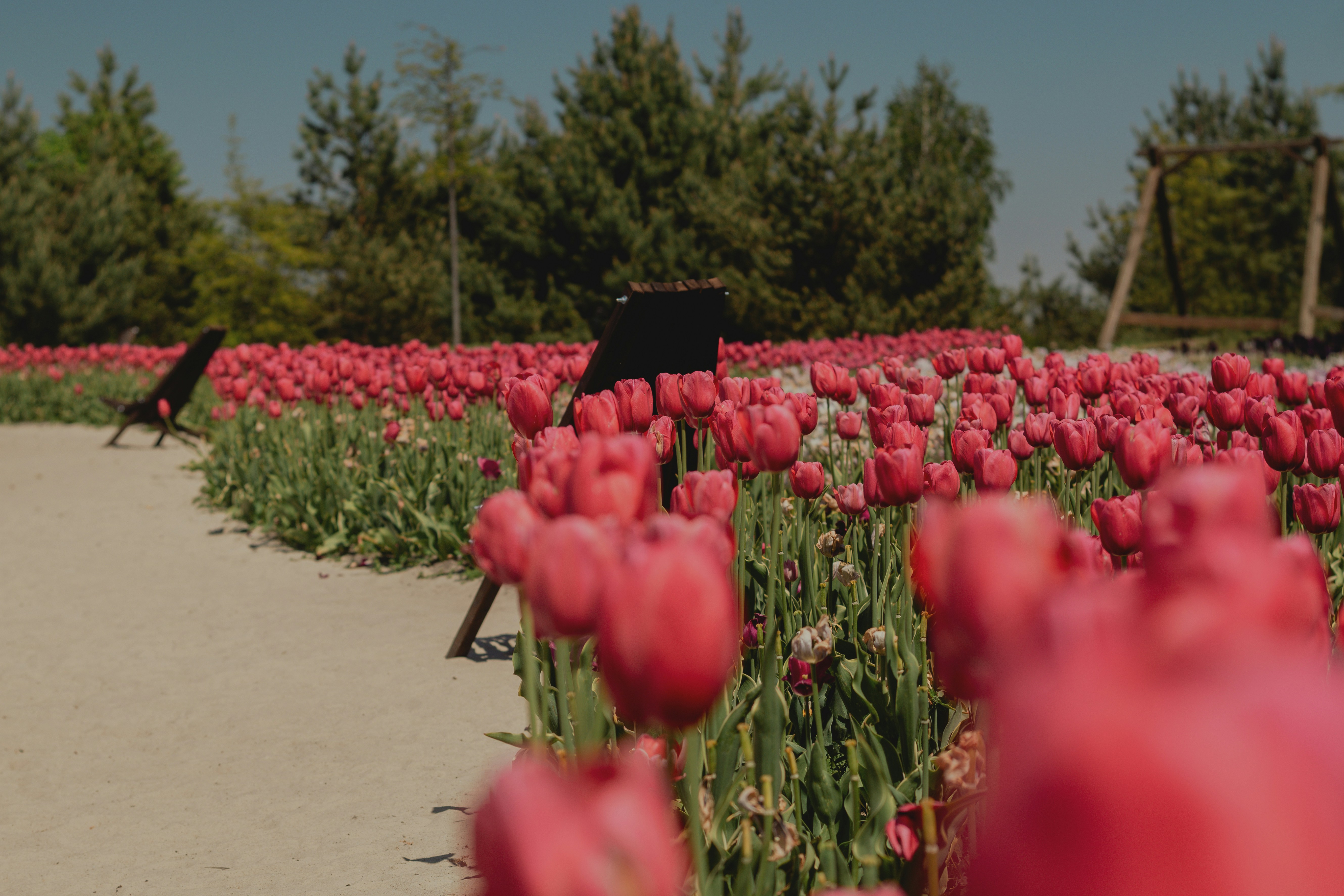 Vast field of vibrant pink tulips under a sunny sky.