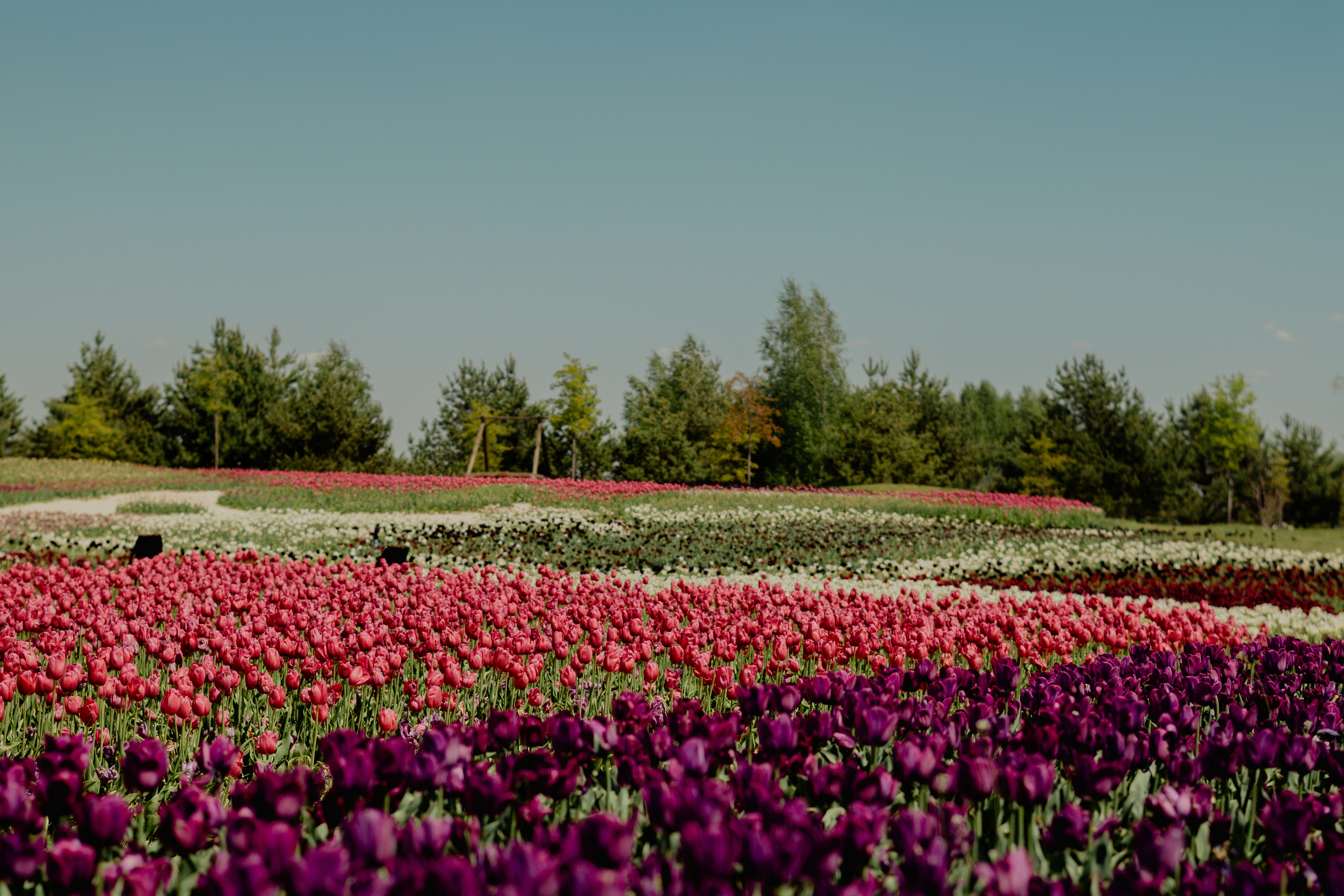 Rows of colorful tulips bloom under a clear sky.