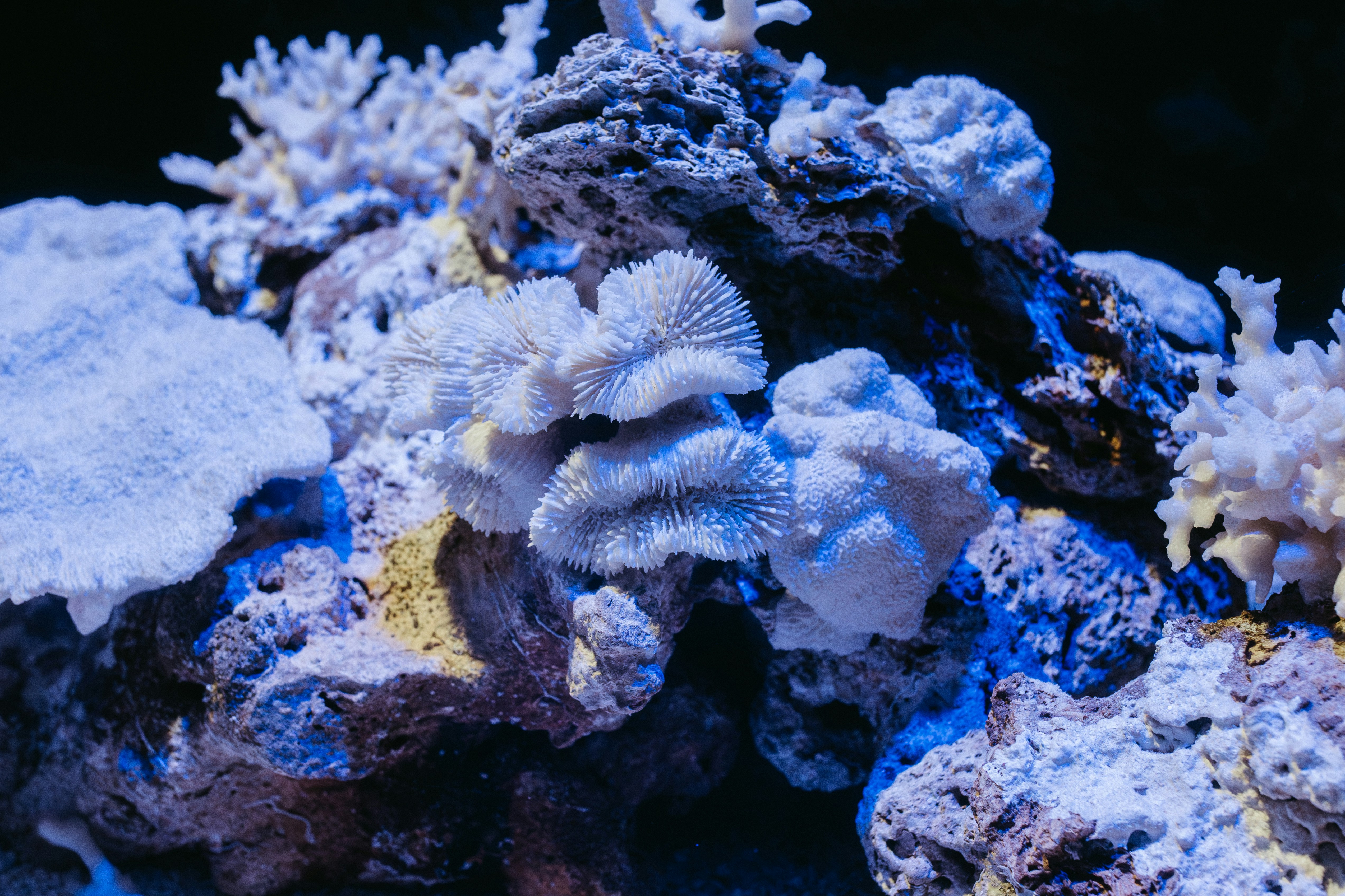 Best Aquarium Filters for Saltwater Fish: 2026 Guide