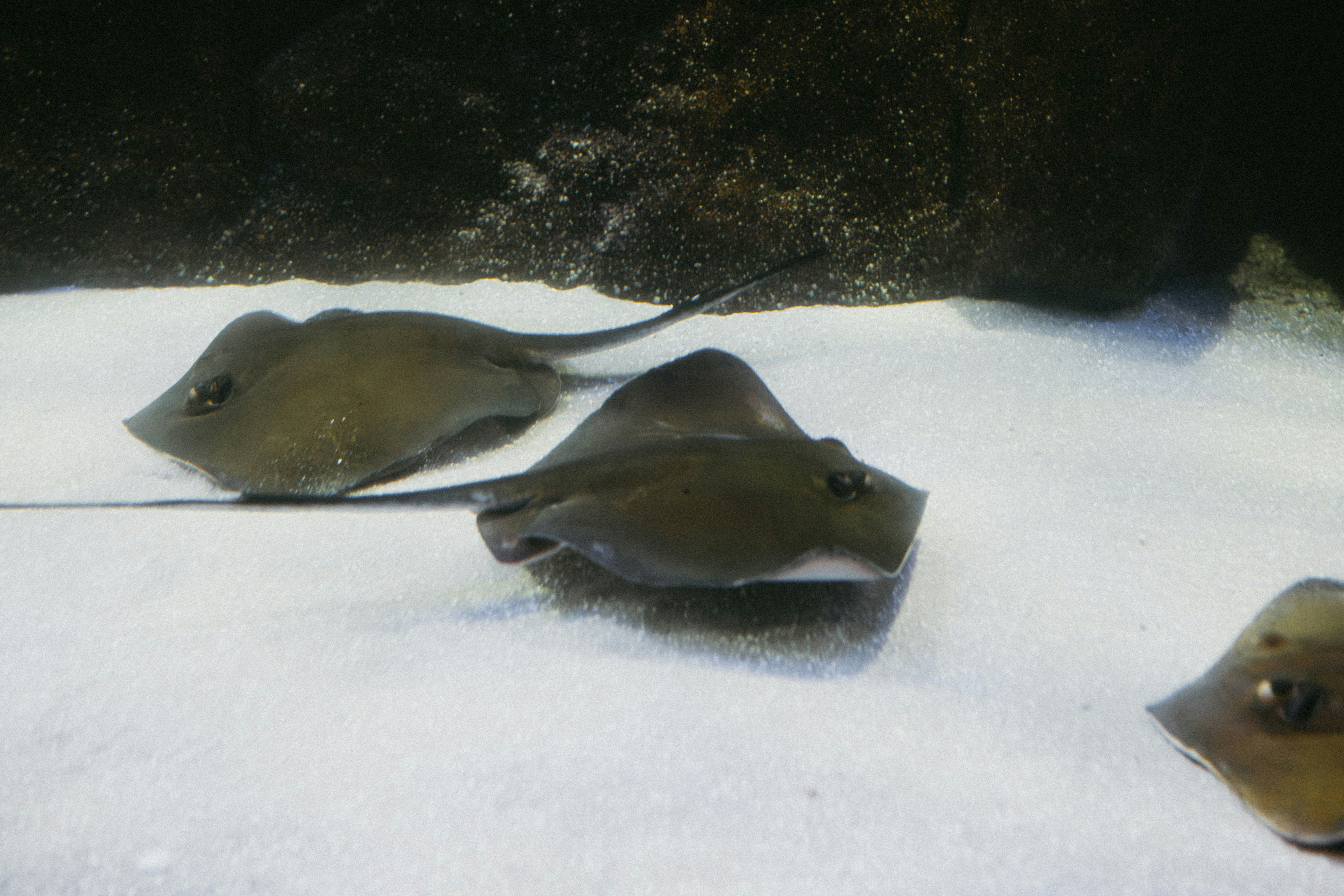 Beberapa ikan pari di dasar laut berpasir.