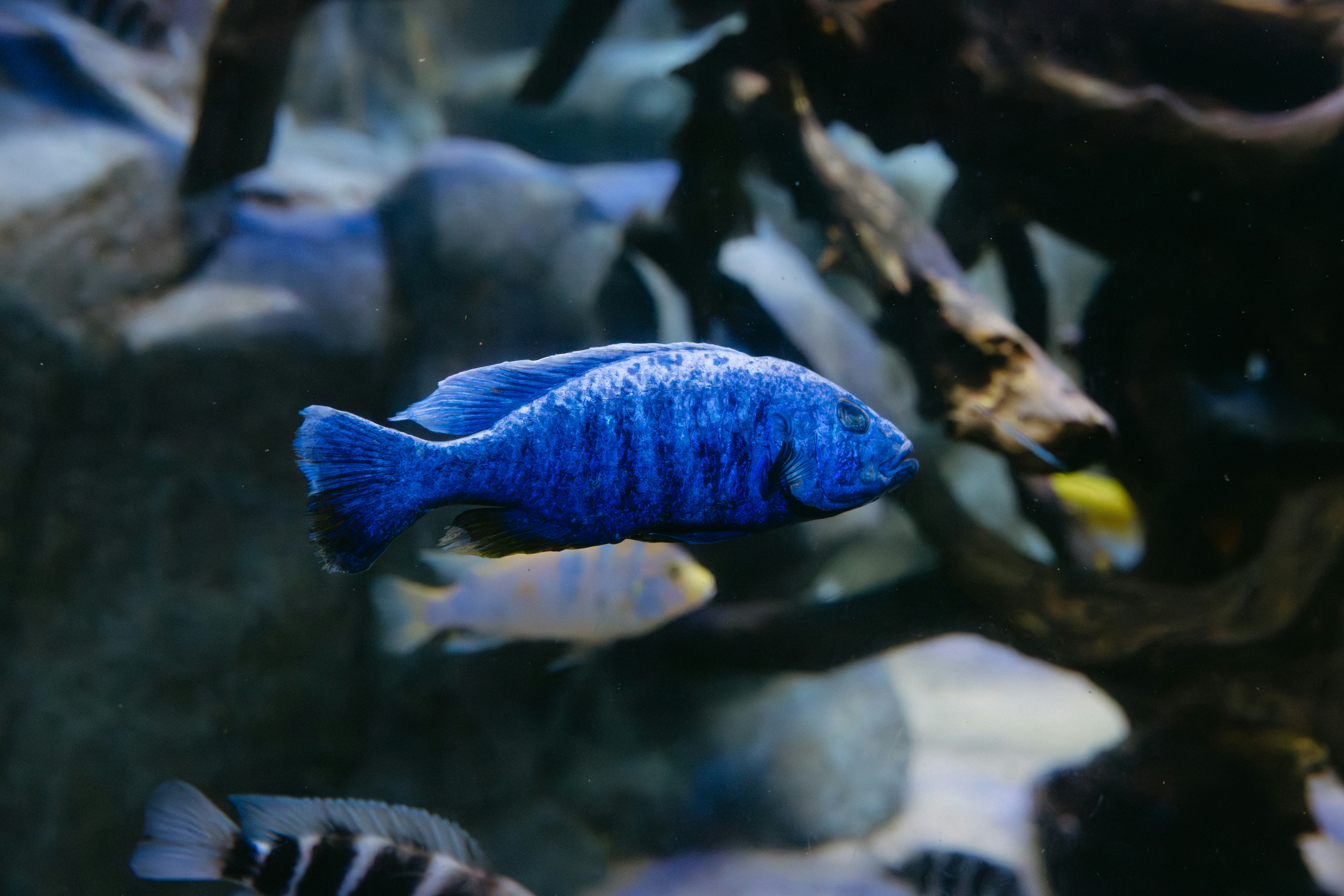 Seekor ikan biru cerah berenang di akuarium.